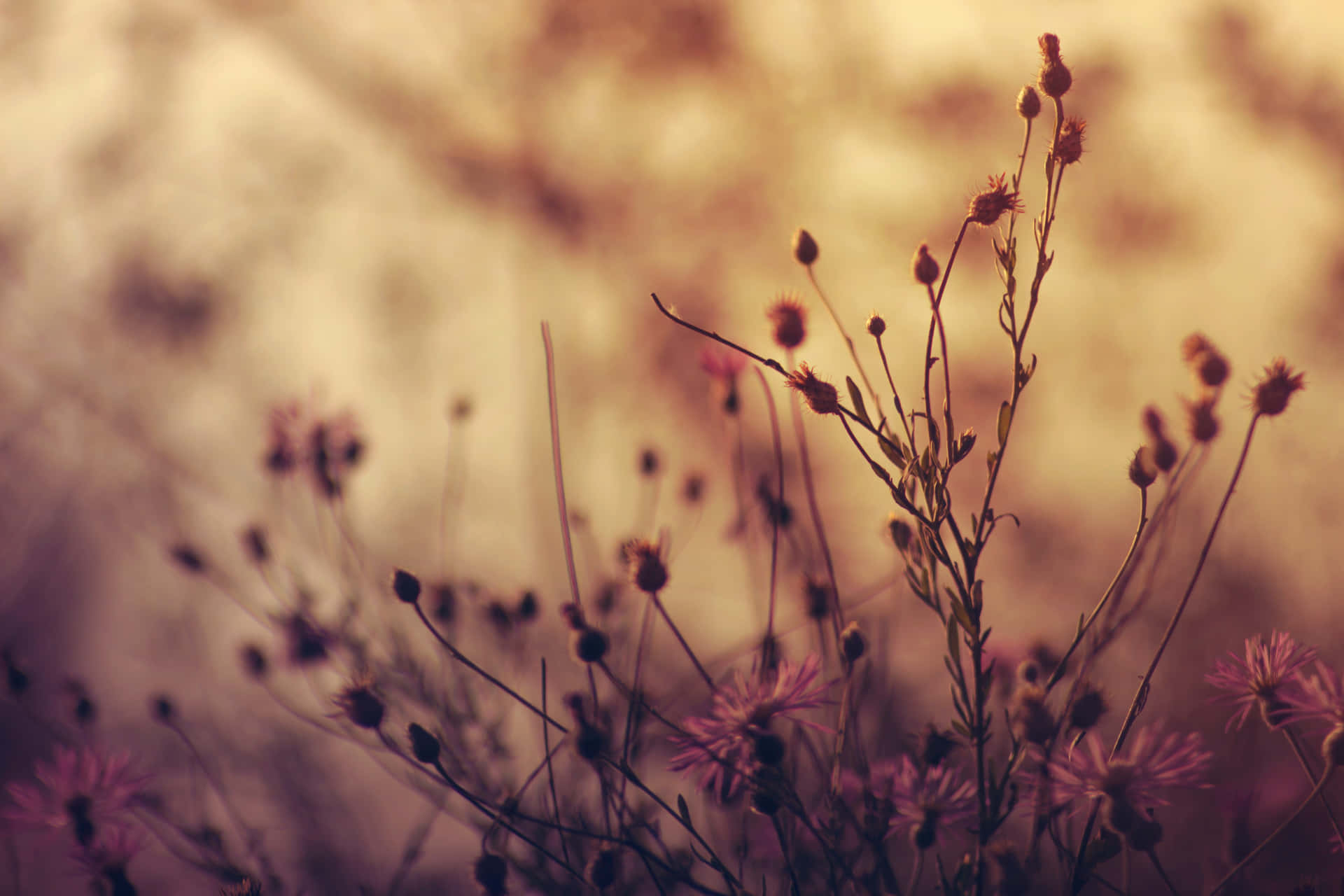 Tiny Wildflowers Growing