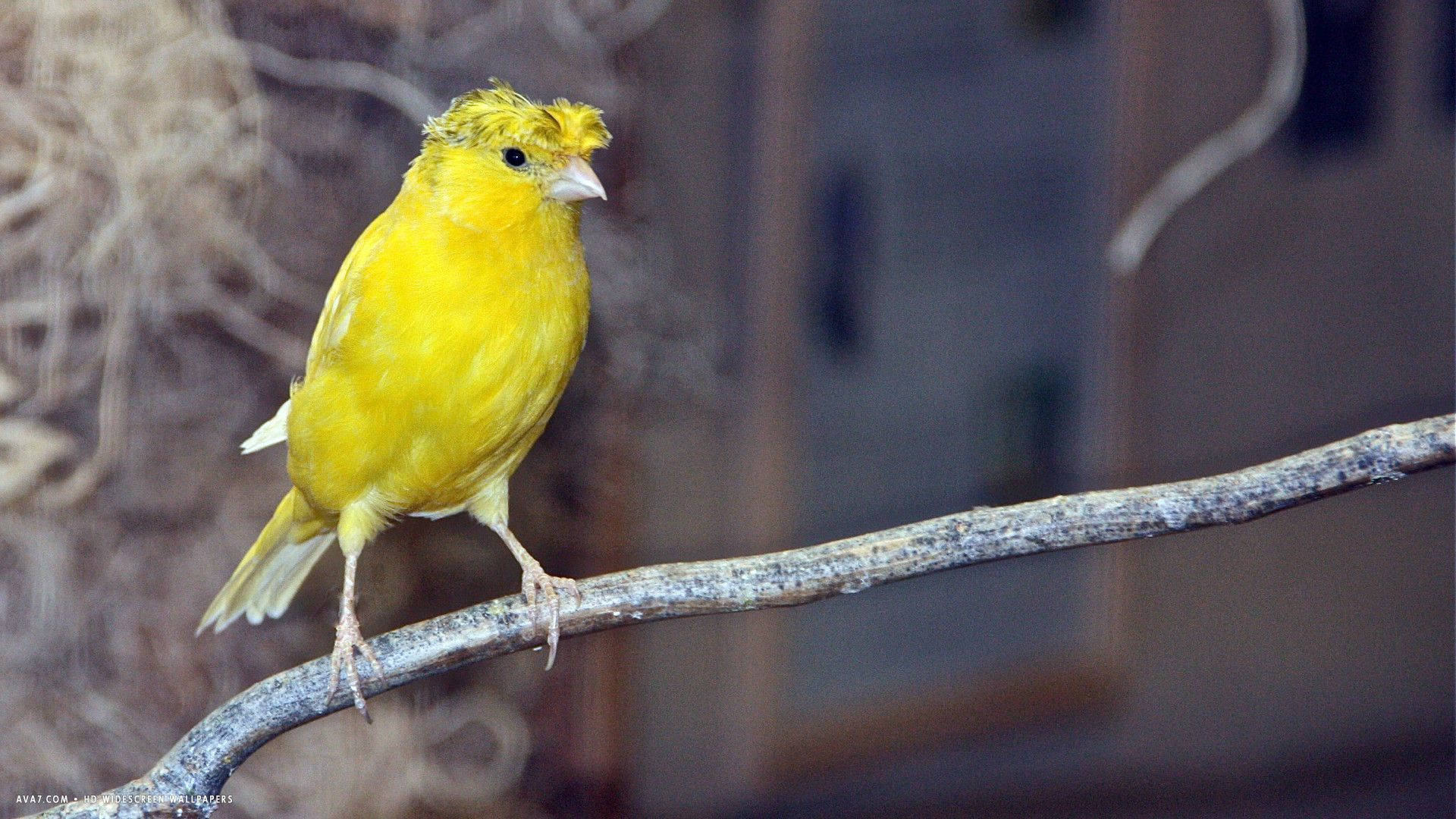 Tiny Yellow Bird Background