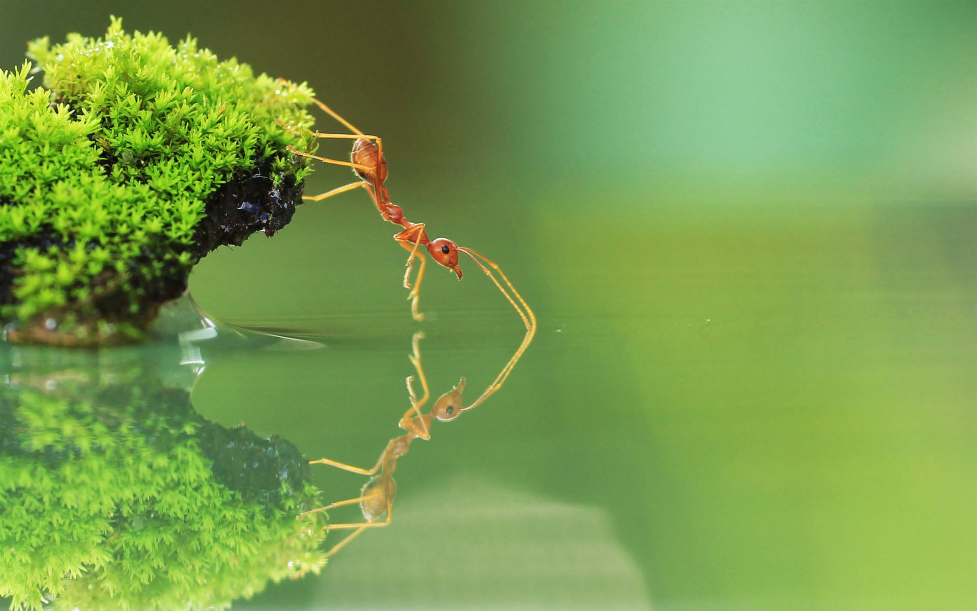 Tiptoe Ant Background