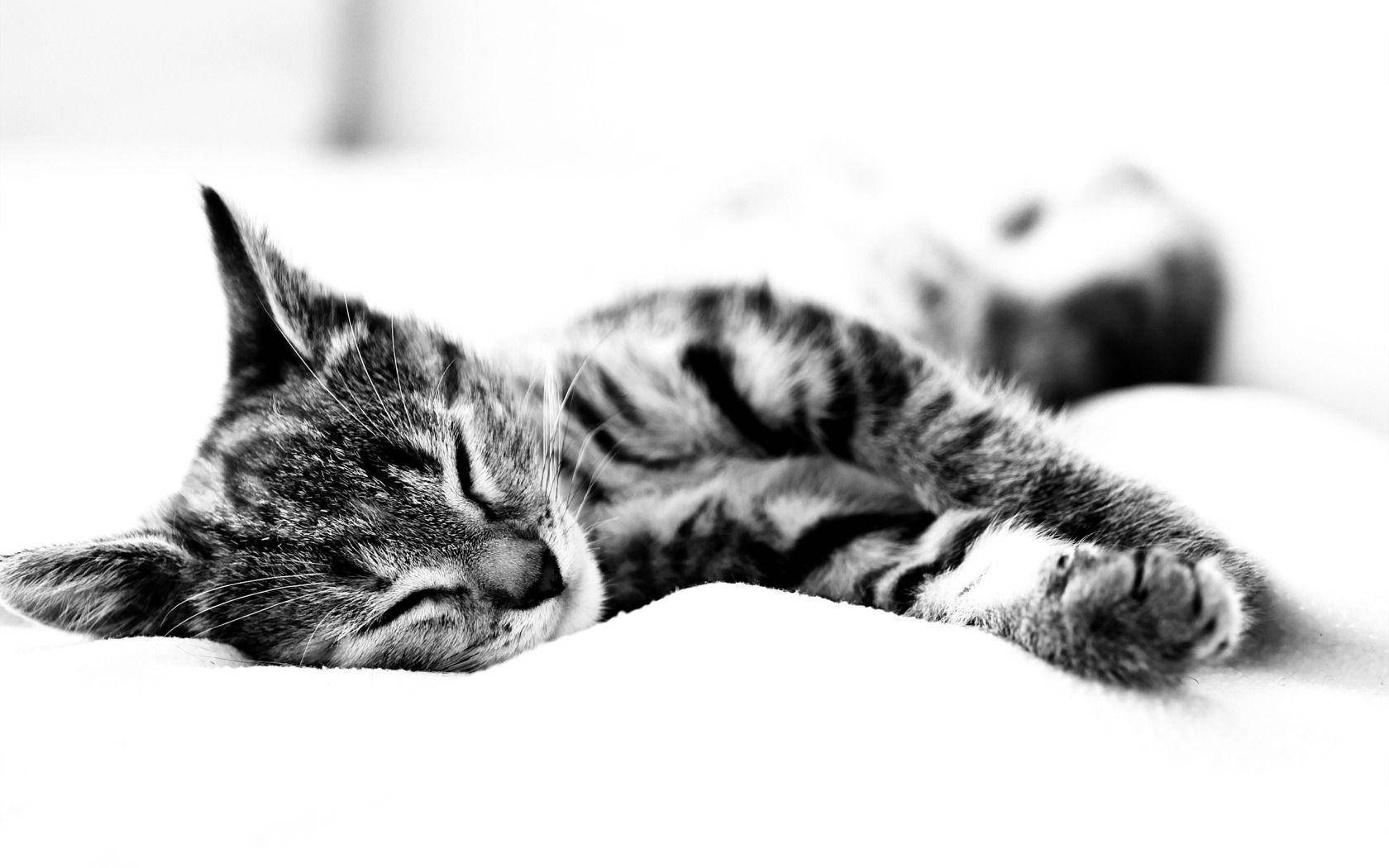 Tired And Sleepy Black And White Cat