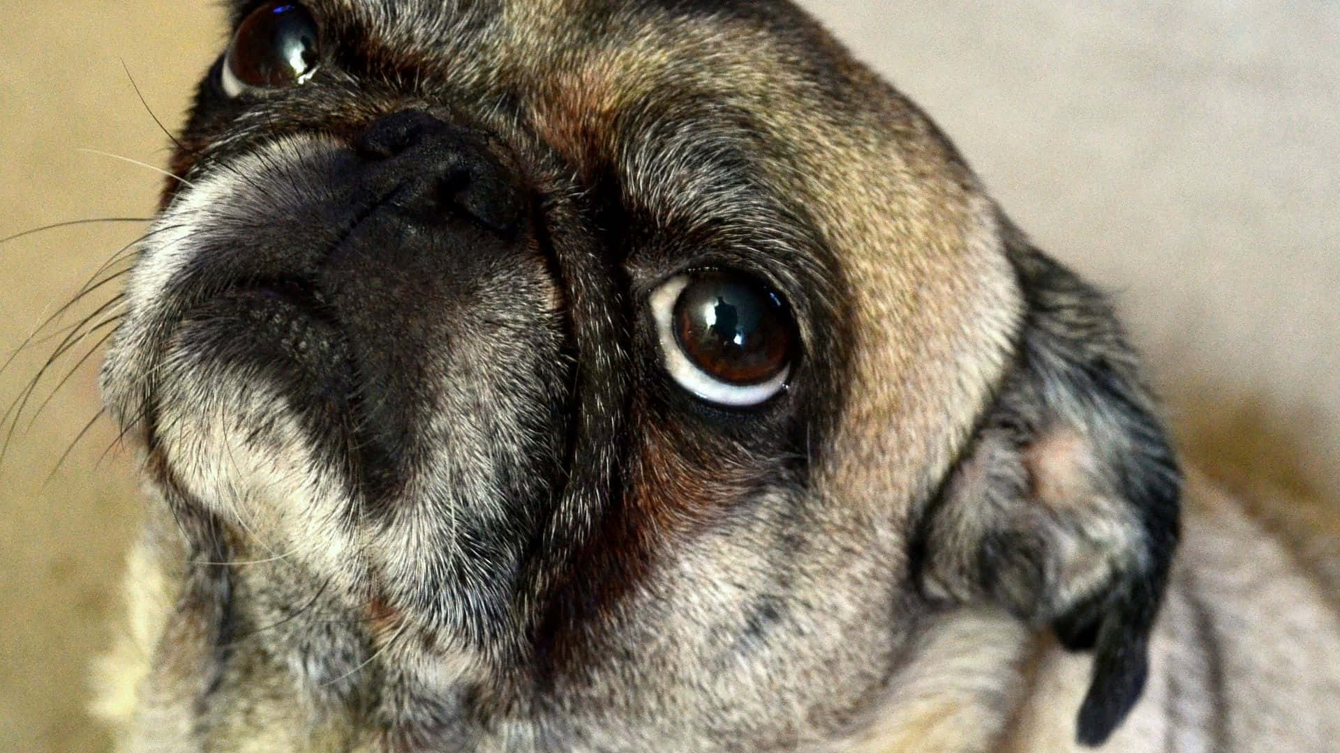 Tired Face Pug Dog Background