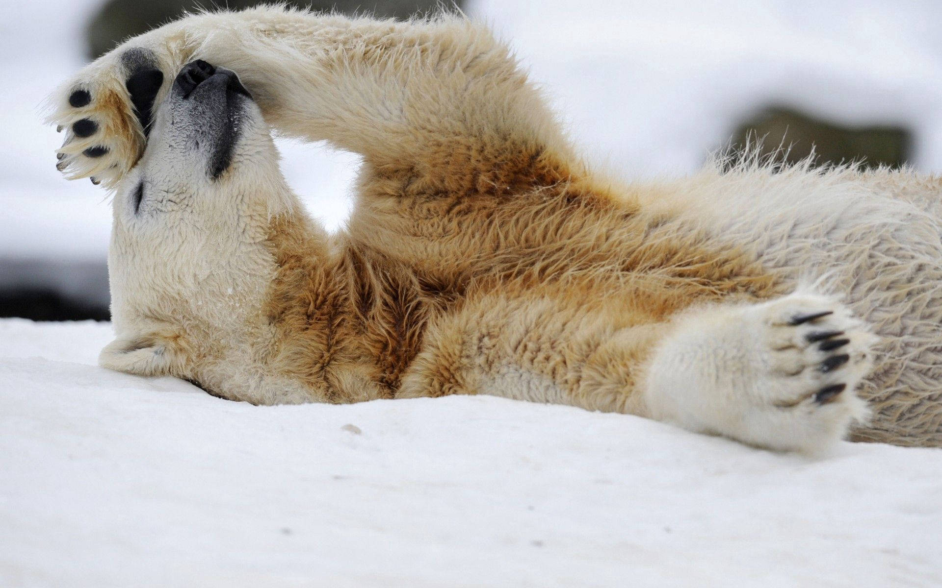 Tired Polar Bear Background