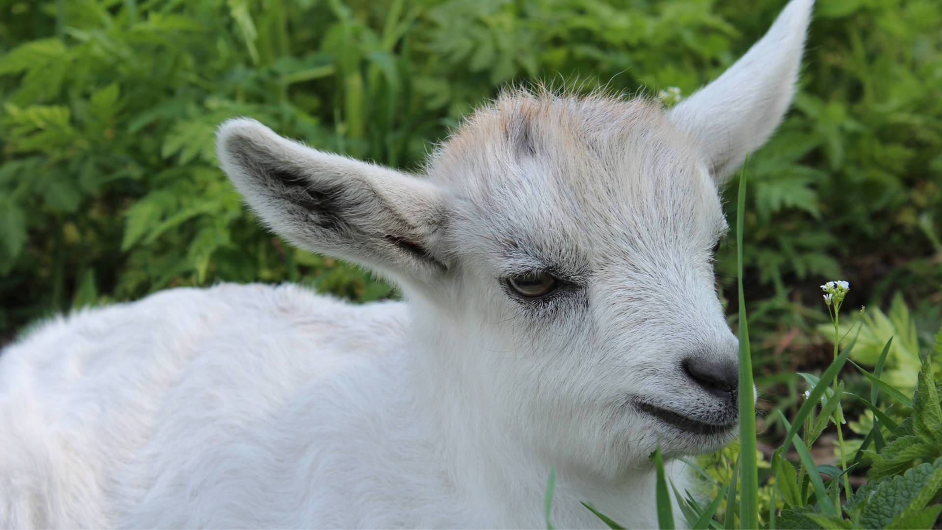 Tired White Baby Goat Background