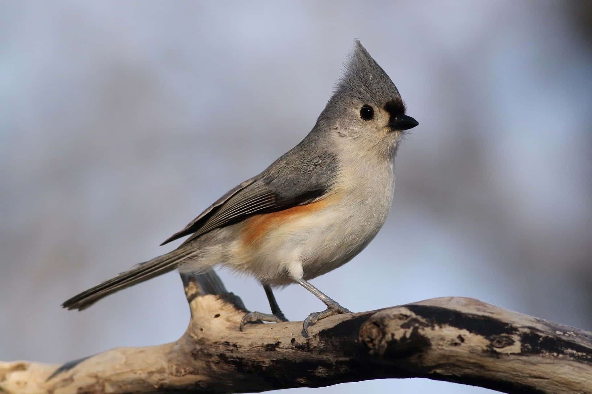 Titmouse_ Perched_on_ Branch.jpg