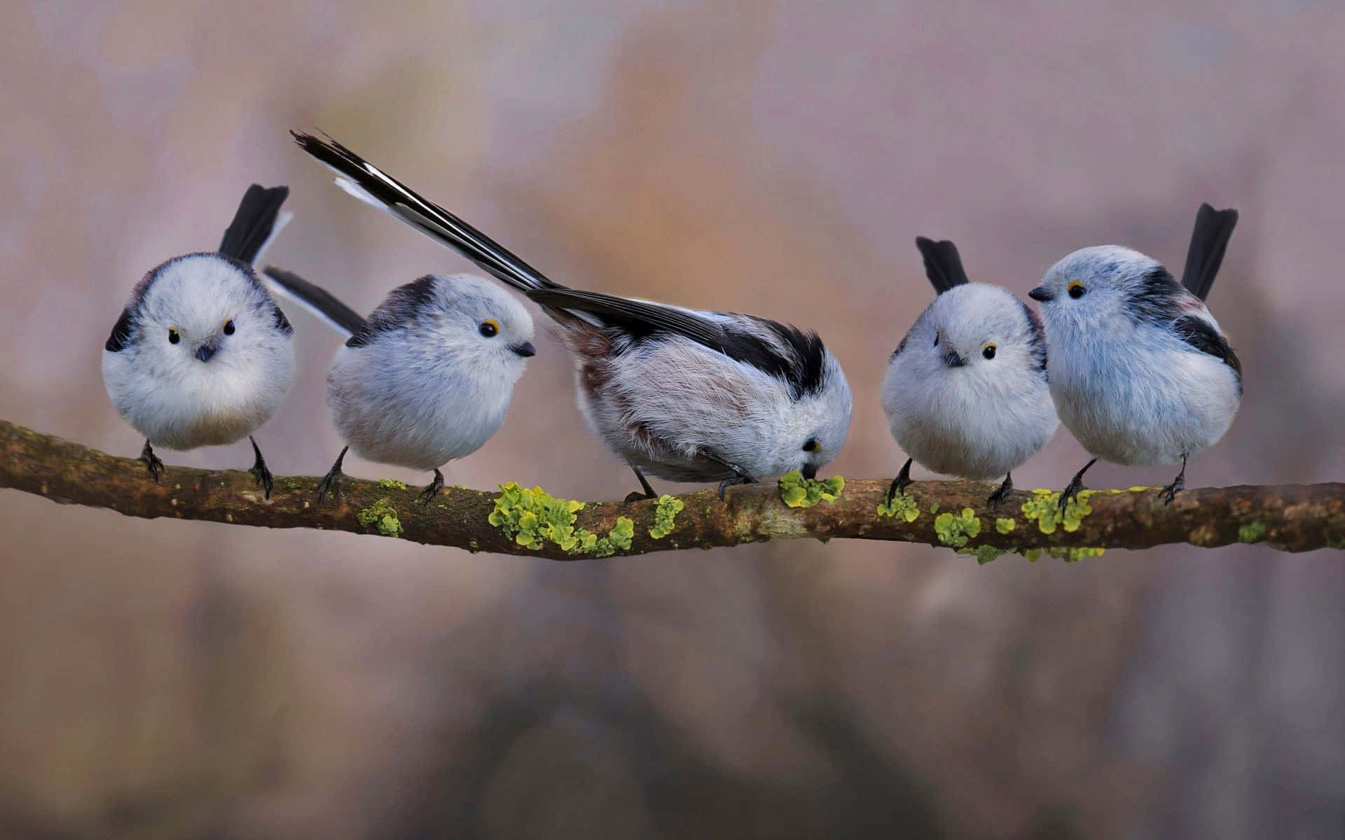 Titmouse Quintet Perchedon Branch Background