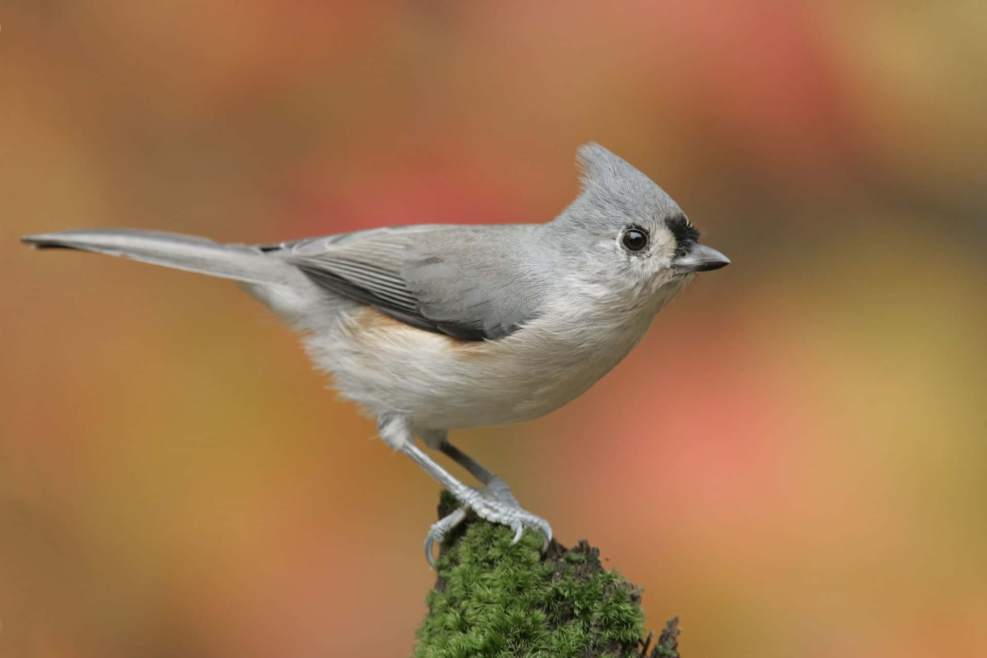 Titmousein Autumn Background