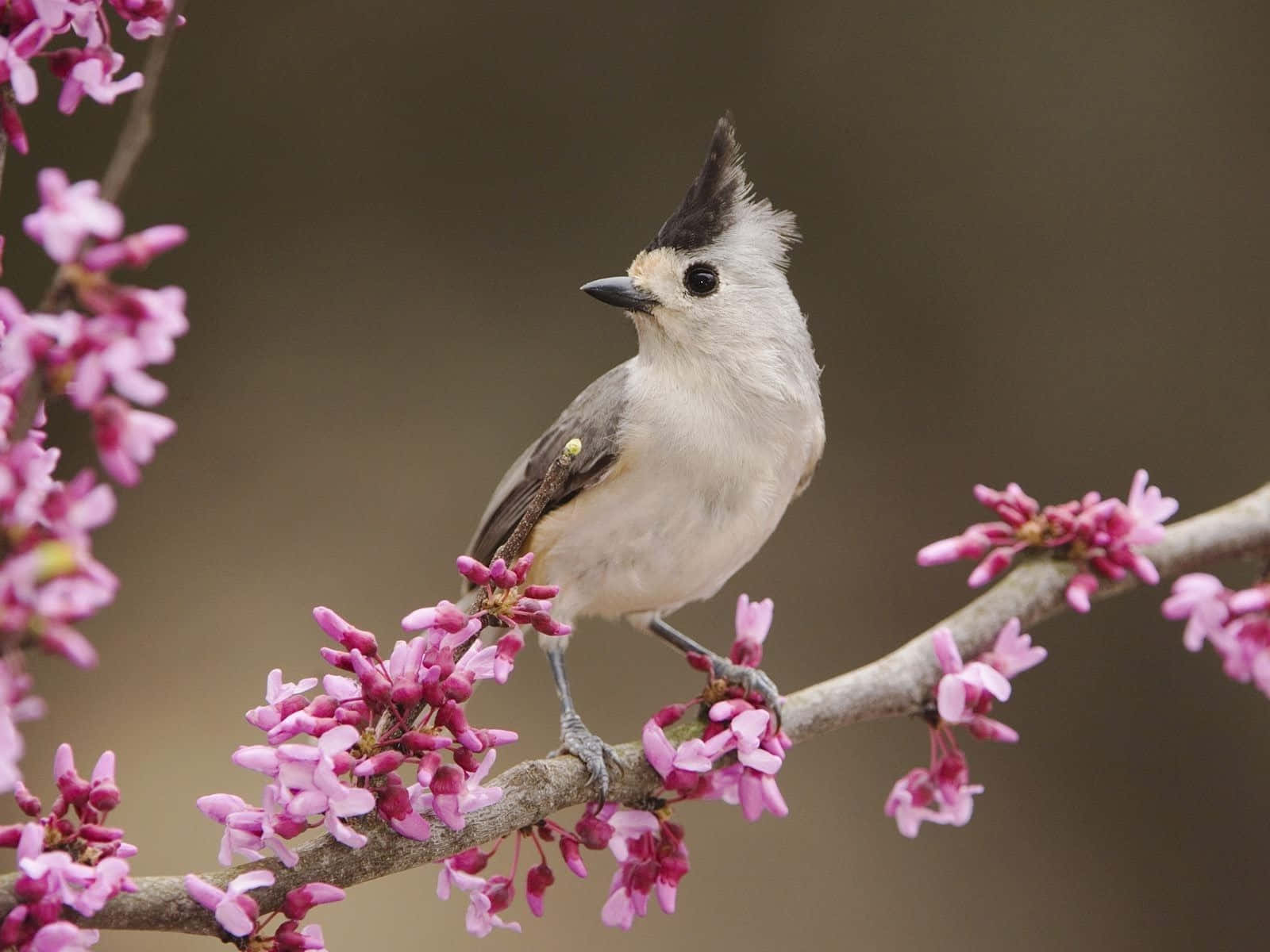 Titmouseon Blooming Branch.jpg Background