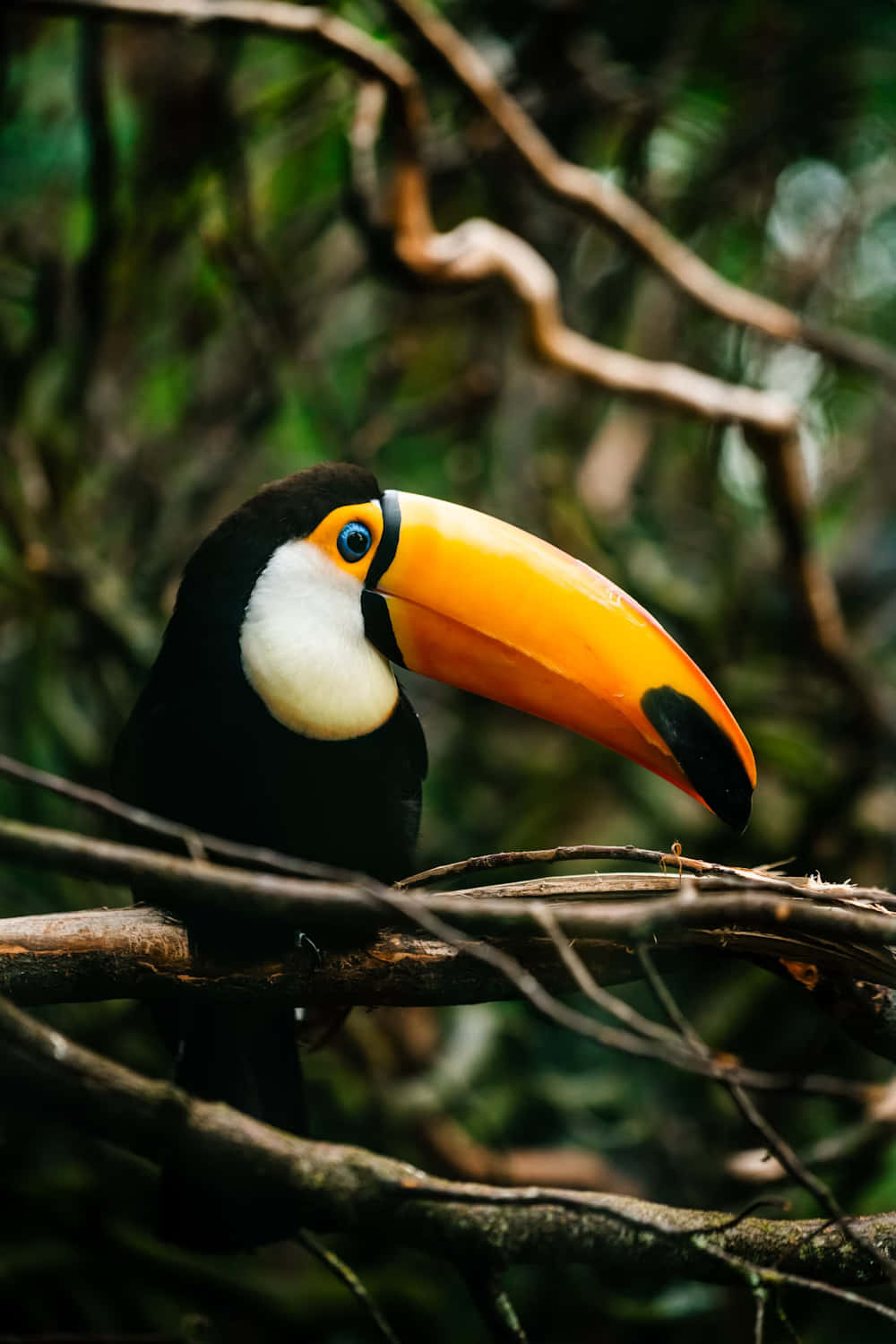 Toco Toucanin Natural Habitat.jpg Background