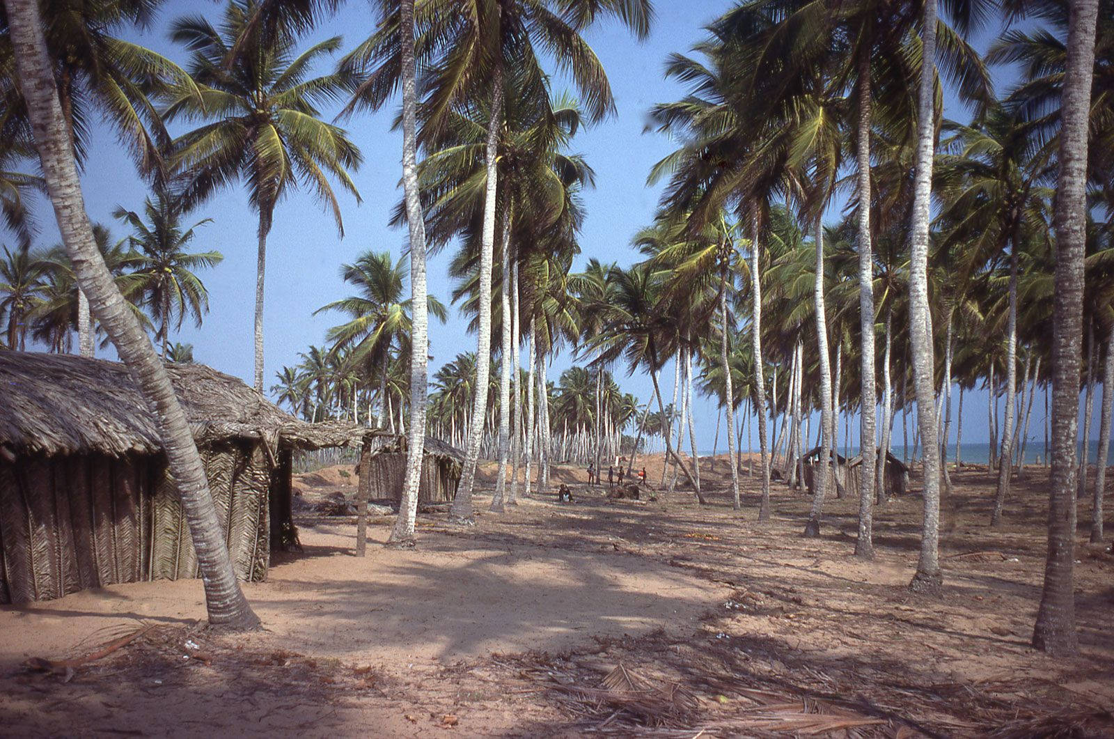 Togo Tall Coconut Trees Background