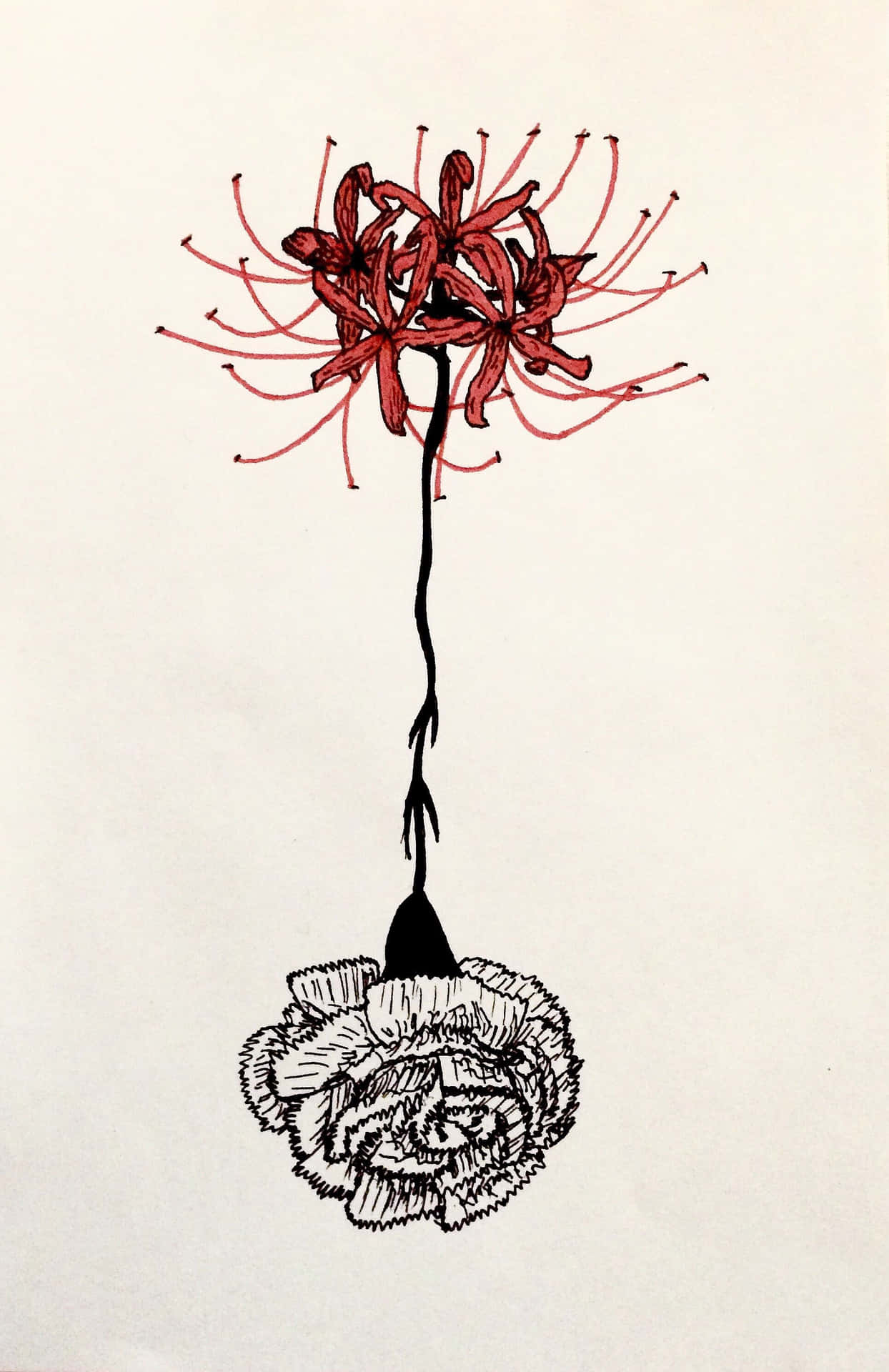 Tokyo Ghoul Flower Link To Rose Background