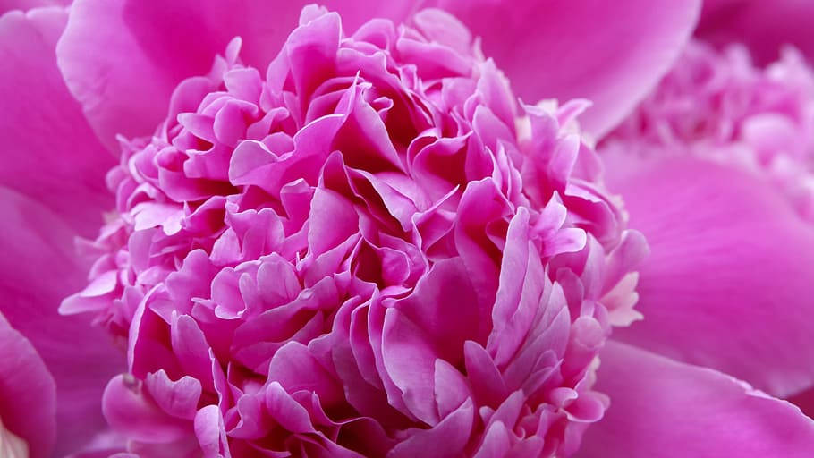 Tonal Contrast Of Pink Peony Petals Background