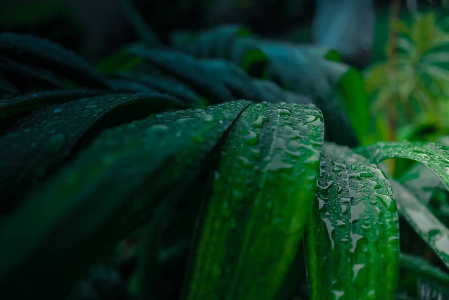 Tonal Contrast Of Rainwater On Leaves Background