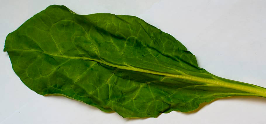 Tonal Contrast Of Spinach Leaf Background