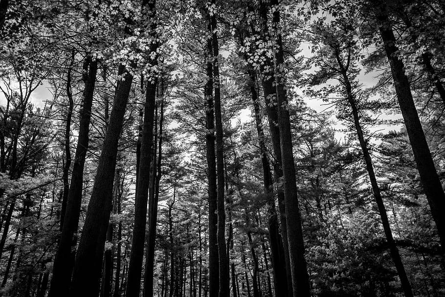 Tonal Contrast Of Tall Forest Trees Background