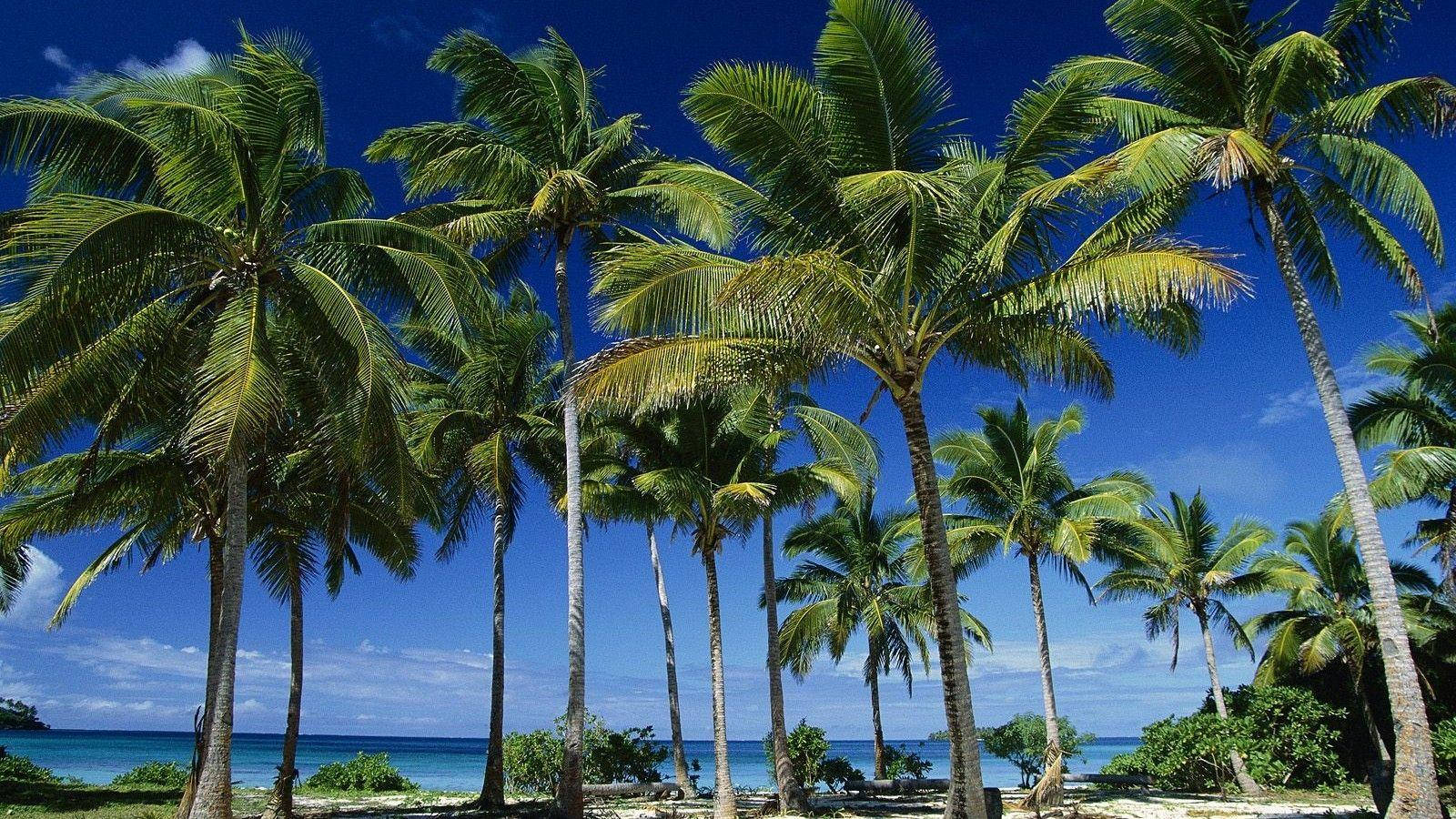 Tonga Palm Trees Background