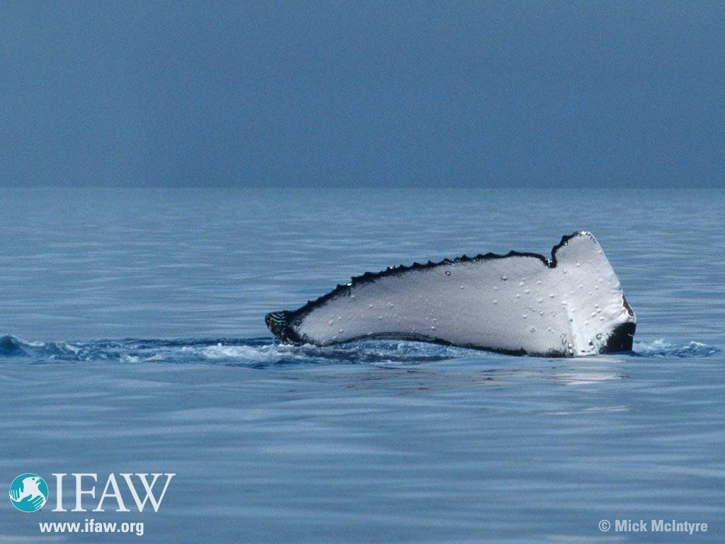 Tonga Whalefin