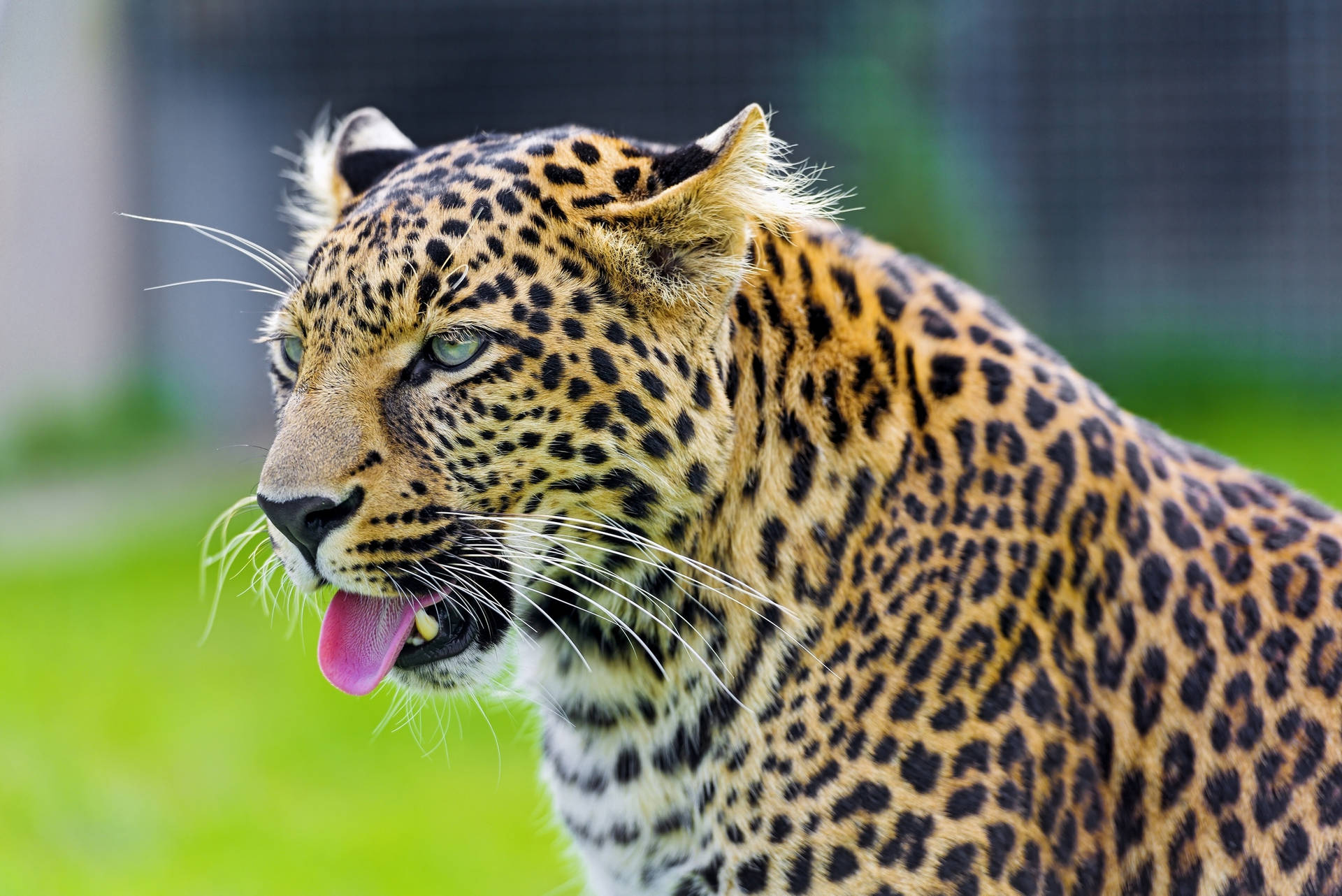 Tongue Out Cheetah Background