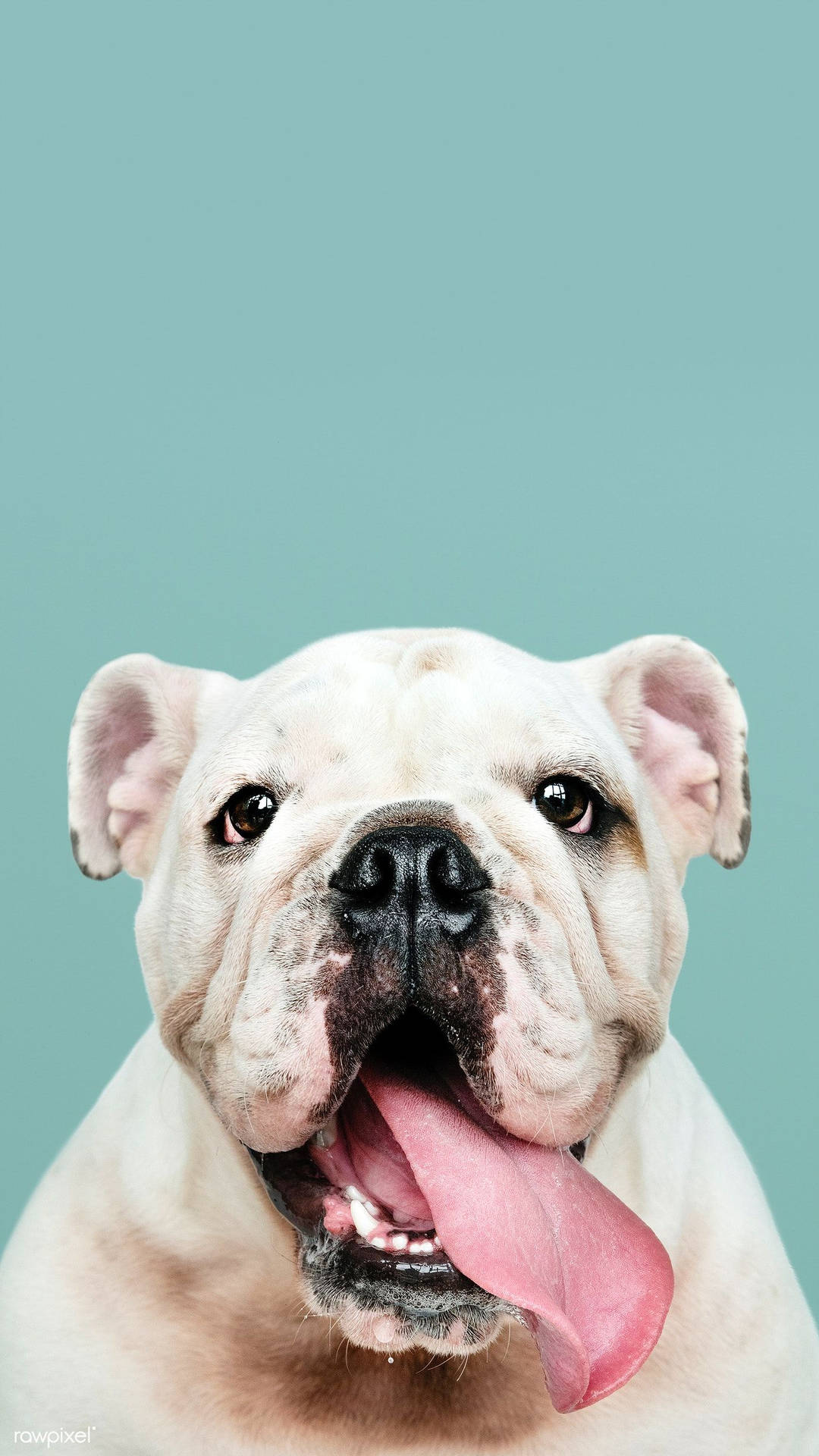 Tongue Out English Bulldog