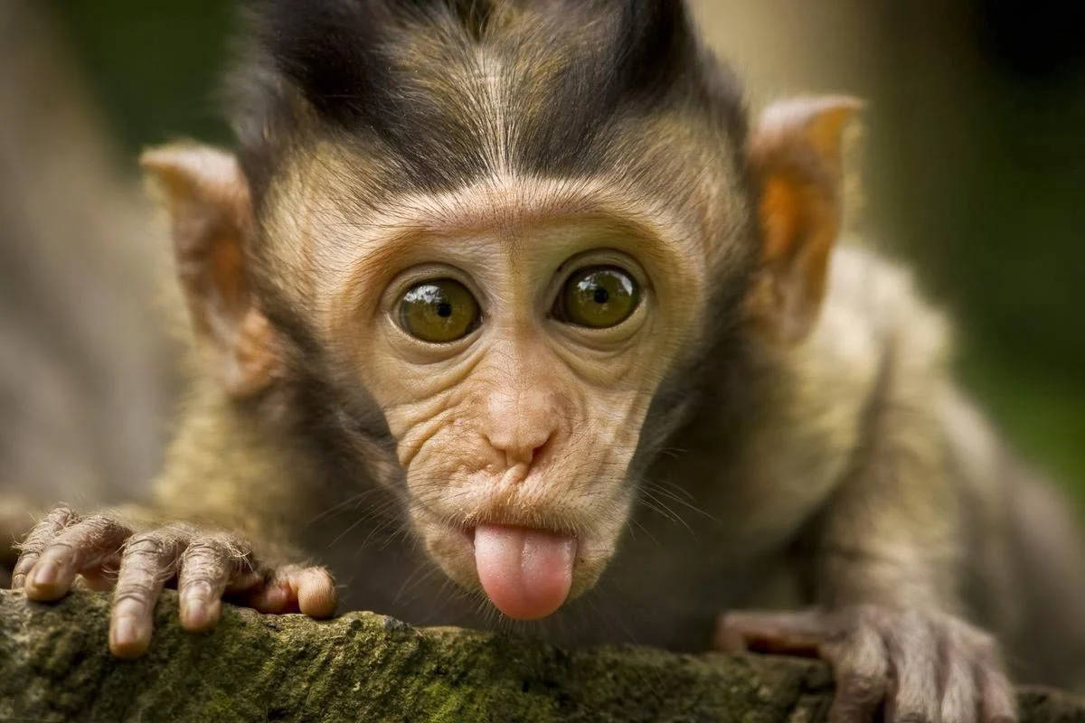 Tongue Out Funny Monkey Background
