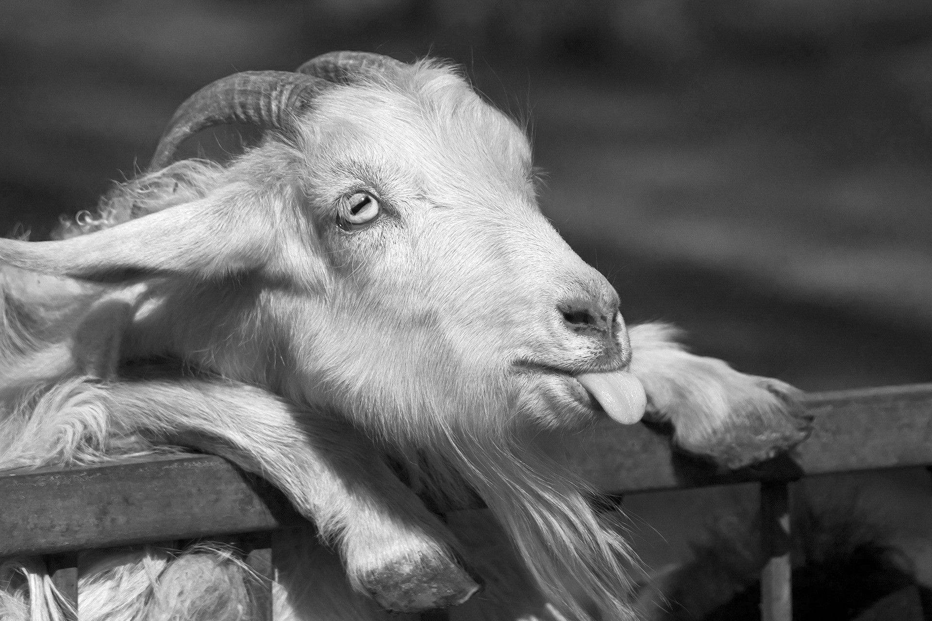 Tongue Out Goat Background