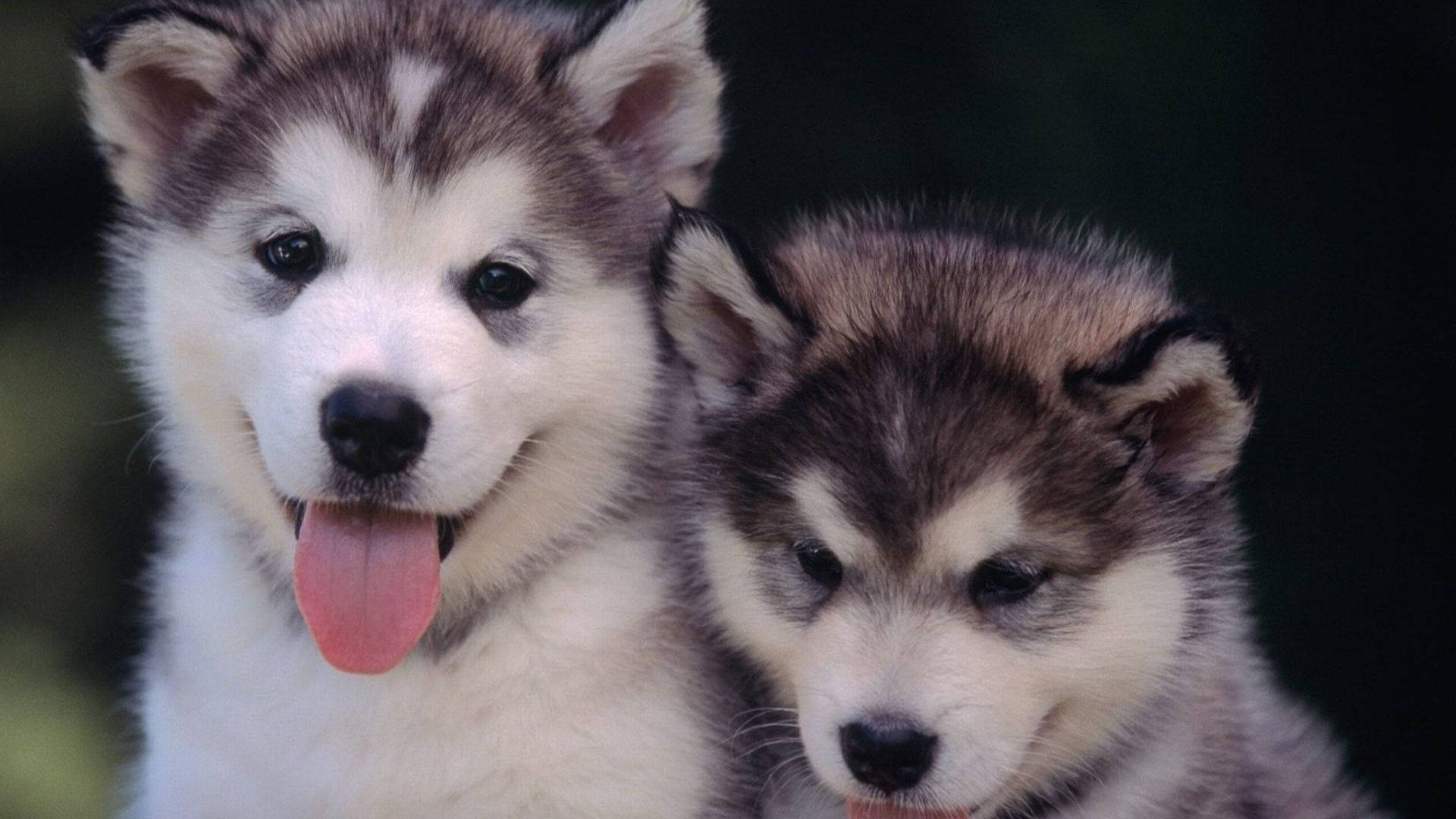 Tongues Out Husky Puppies Background
