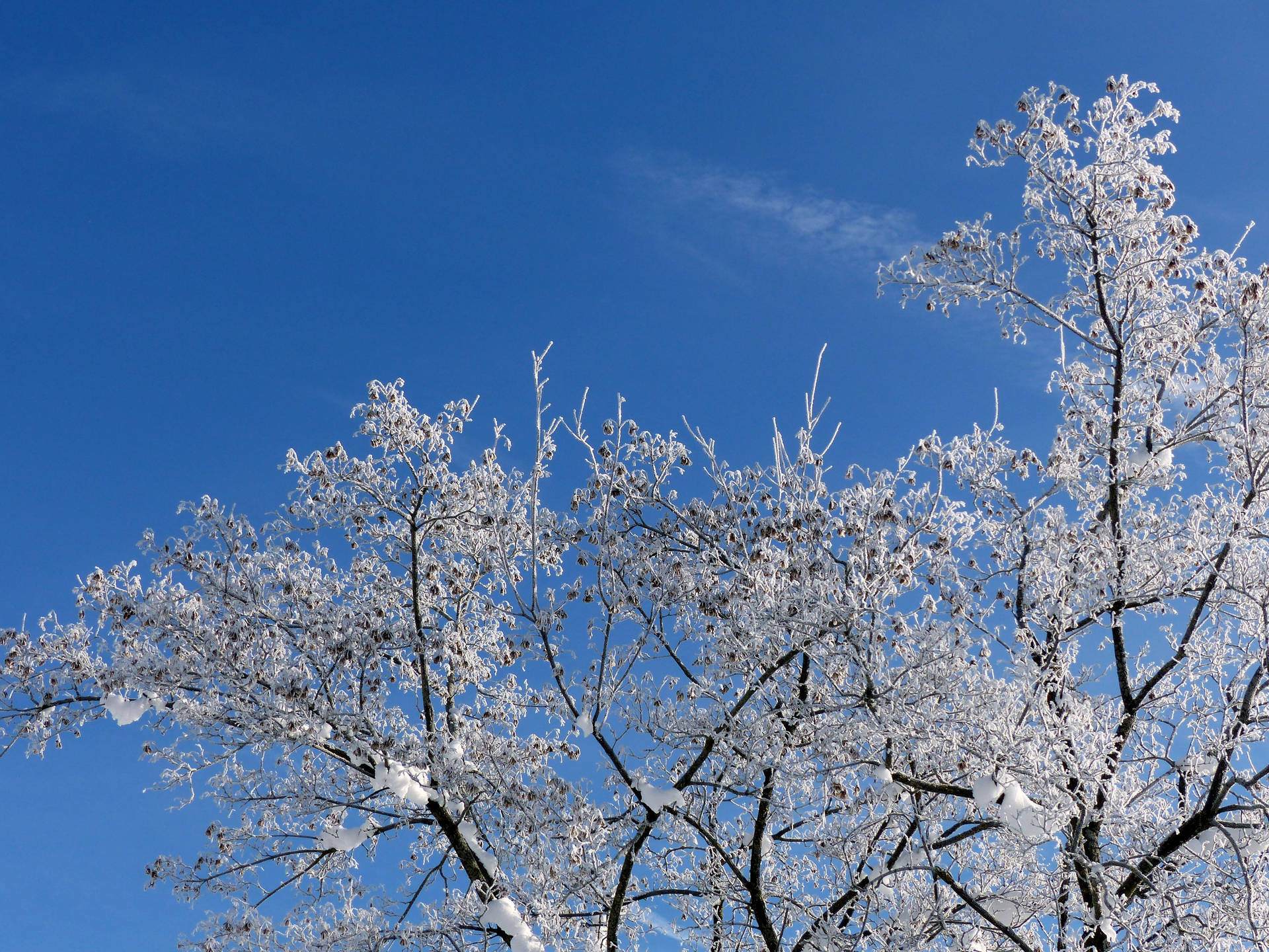 Top Branch Snow Aesthetic