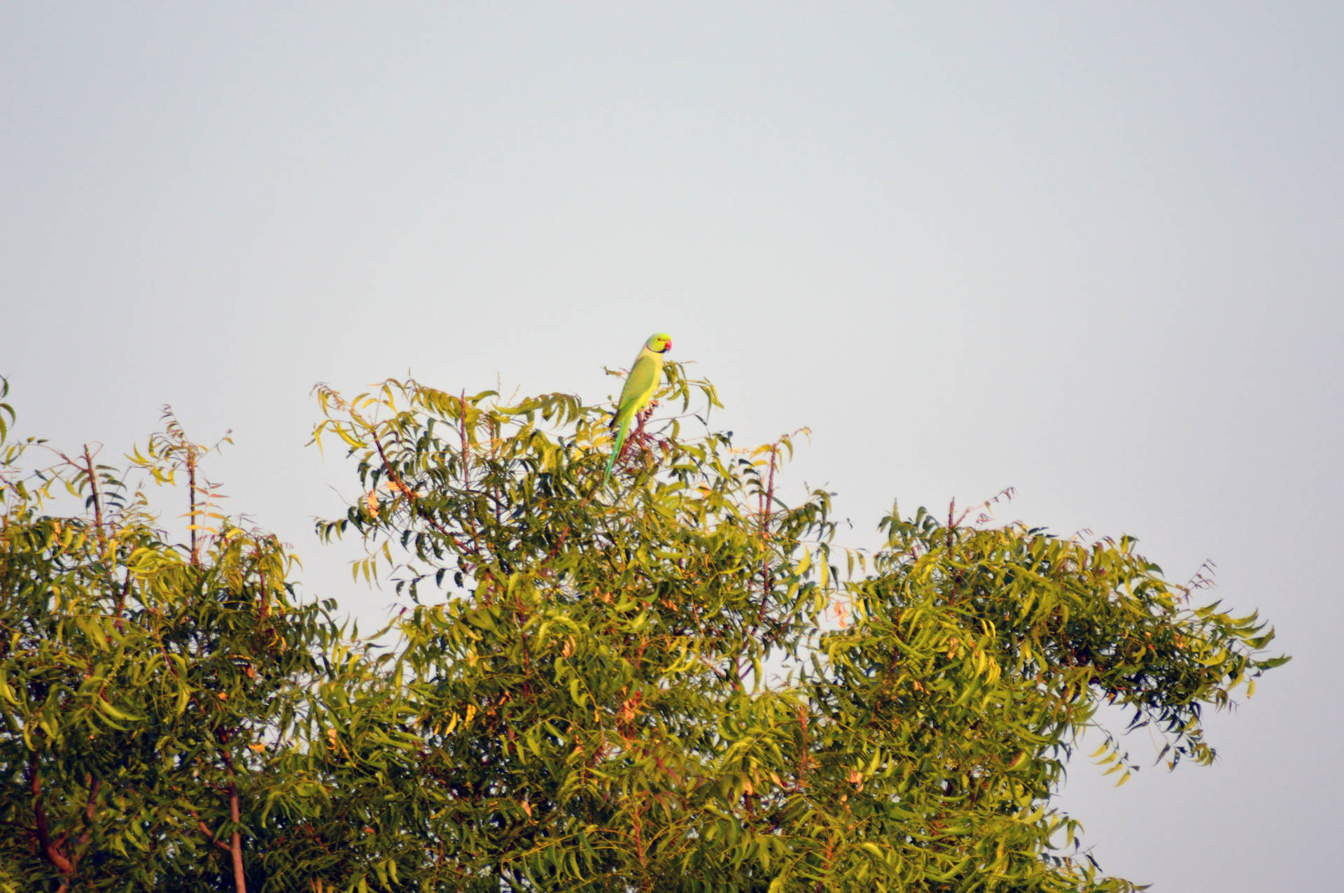 Top Of Tree Green Parrot Hd