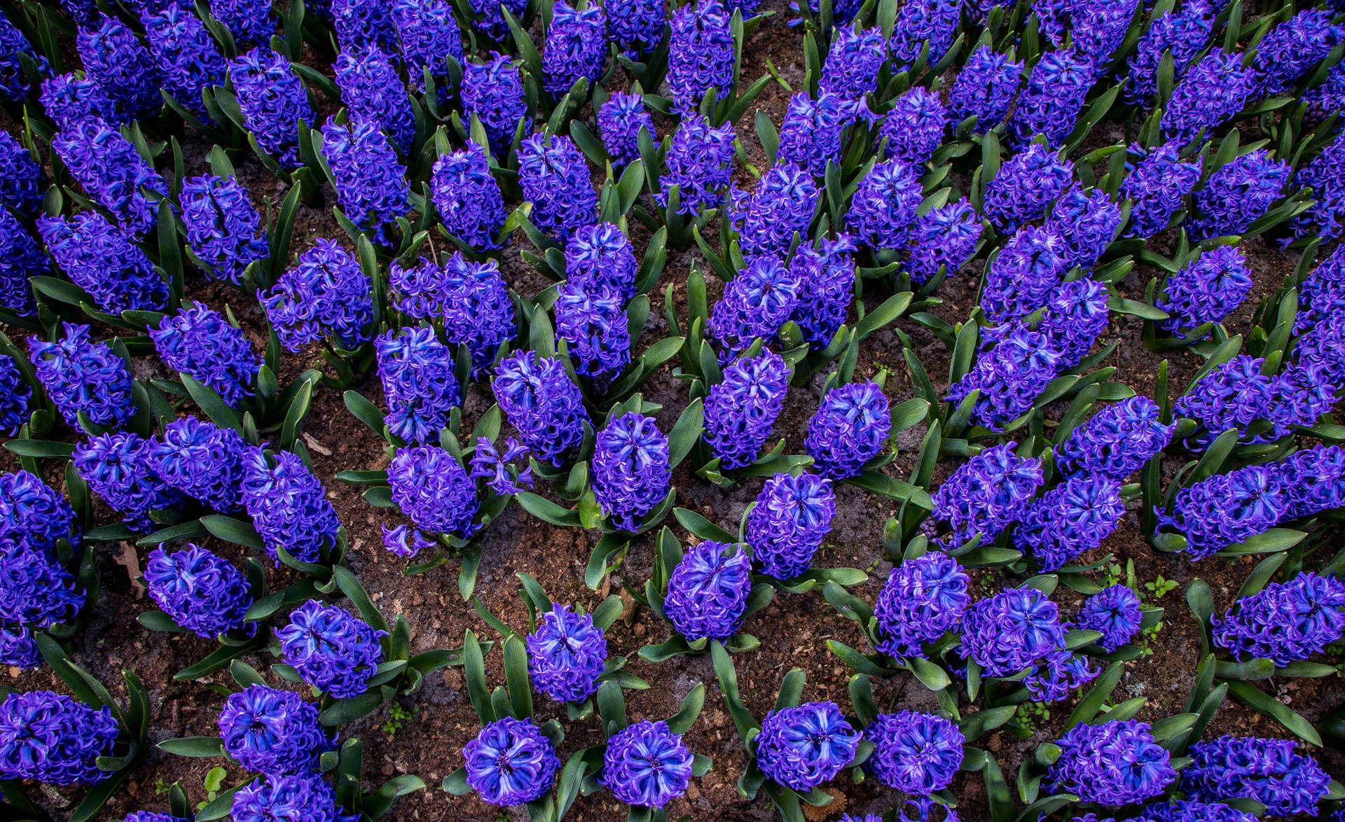 Top View Blue Hyacinth Flowers