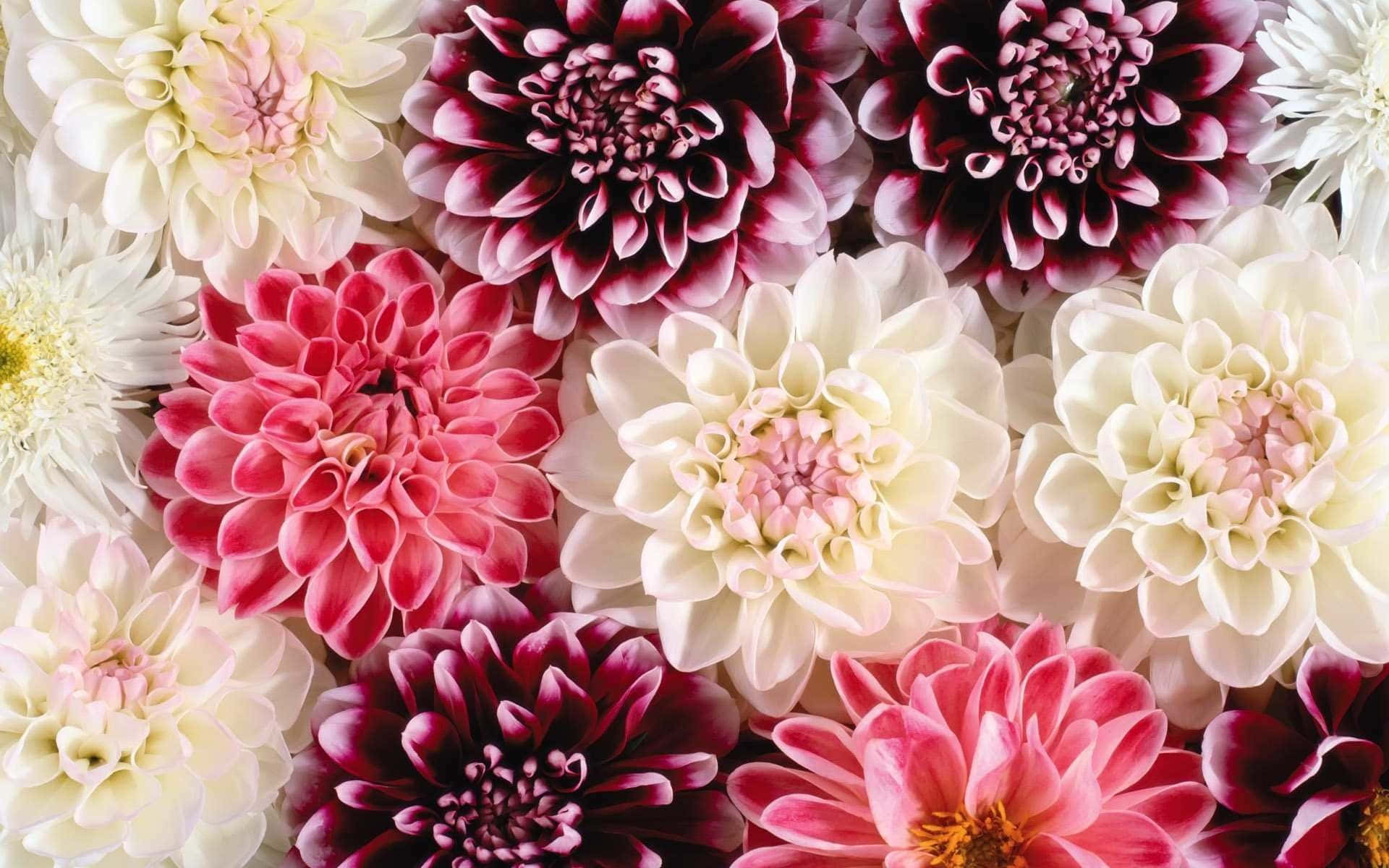 Top View Dalhia Flowers Nice Desktop Background