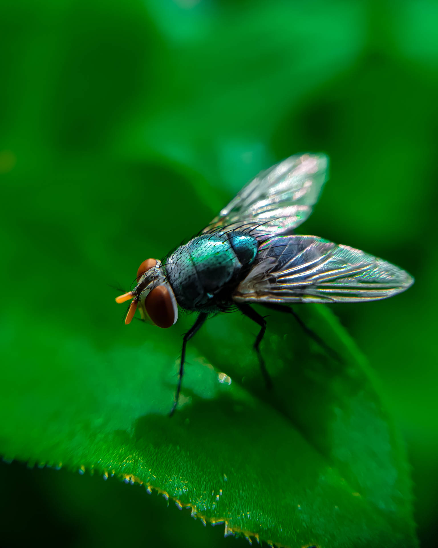 Top View Fly