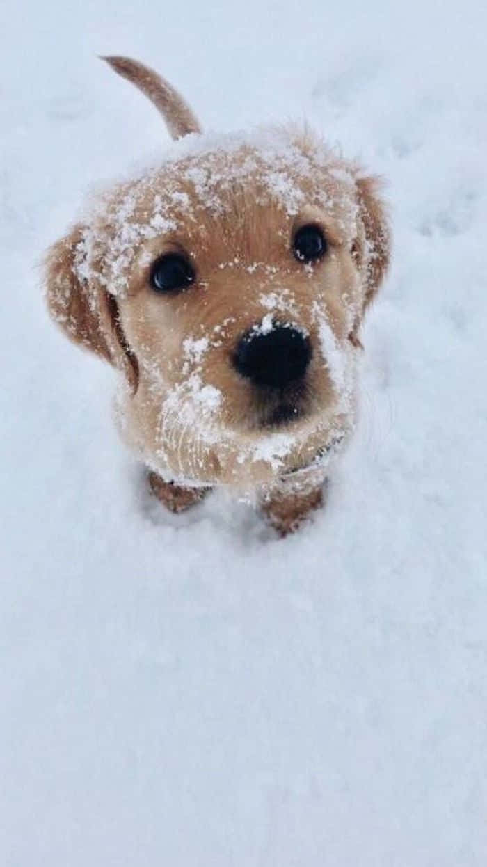 Top-view Of A Winter Dog Background