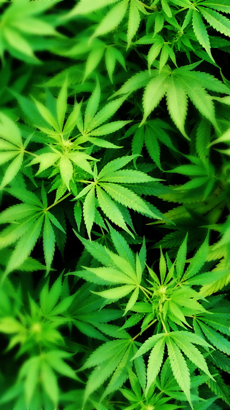 Top-view Of Cannabis Leaf Background