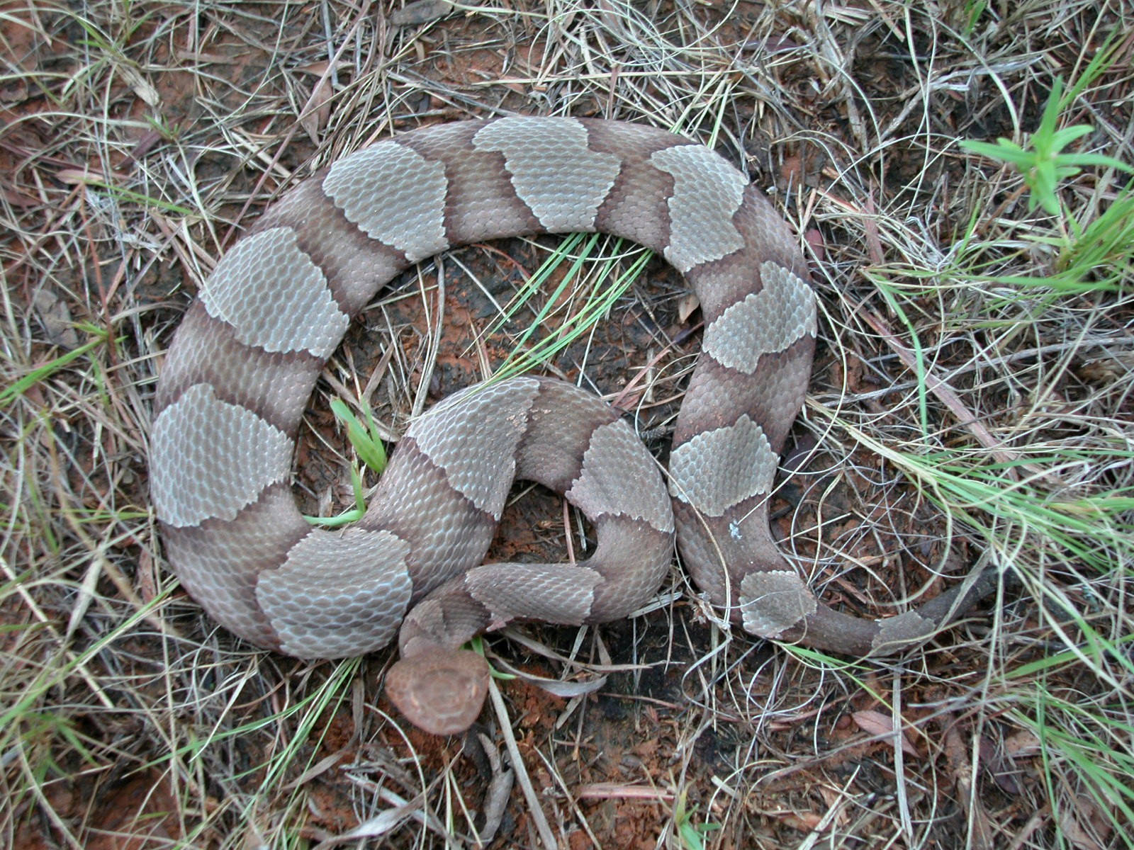 Top View Of Cottonmouth Background