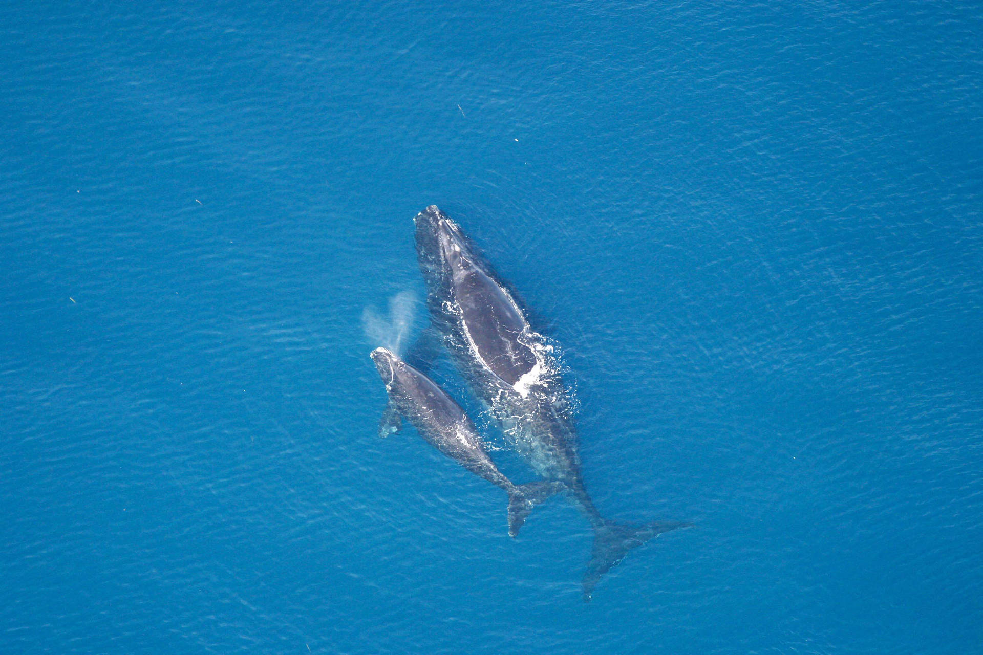 Top View Of Swimming Whales Background