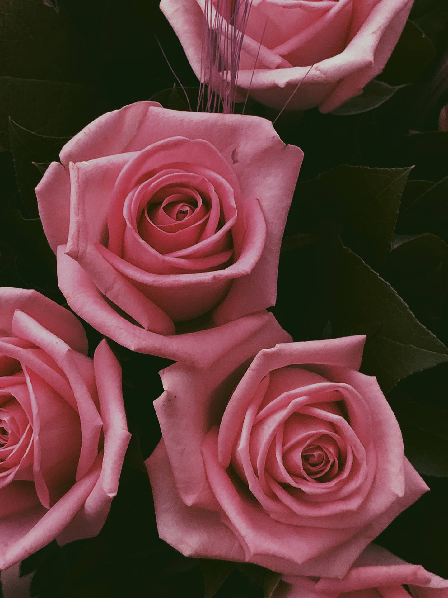 Top View Pink Flowers Aesthetic Background