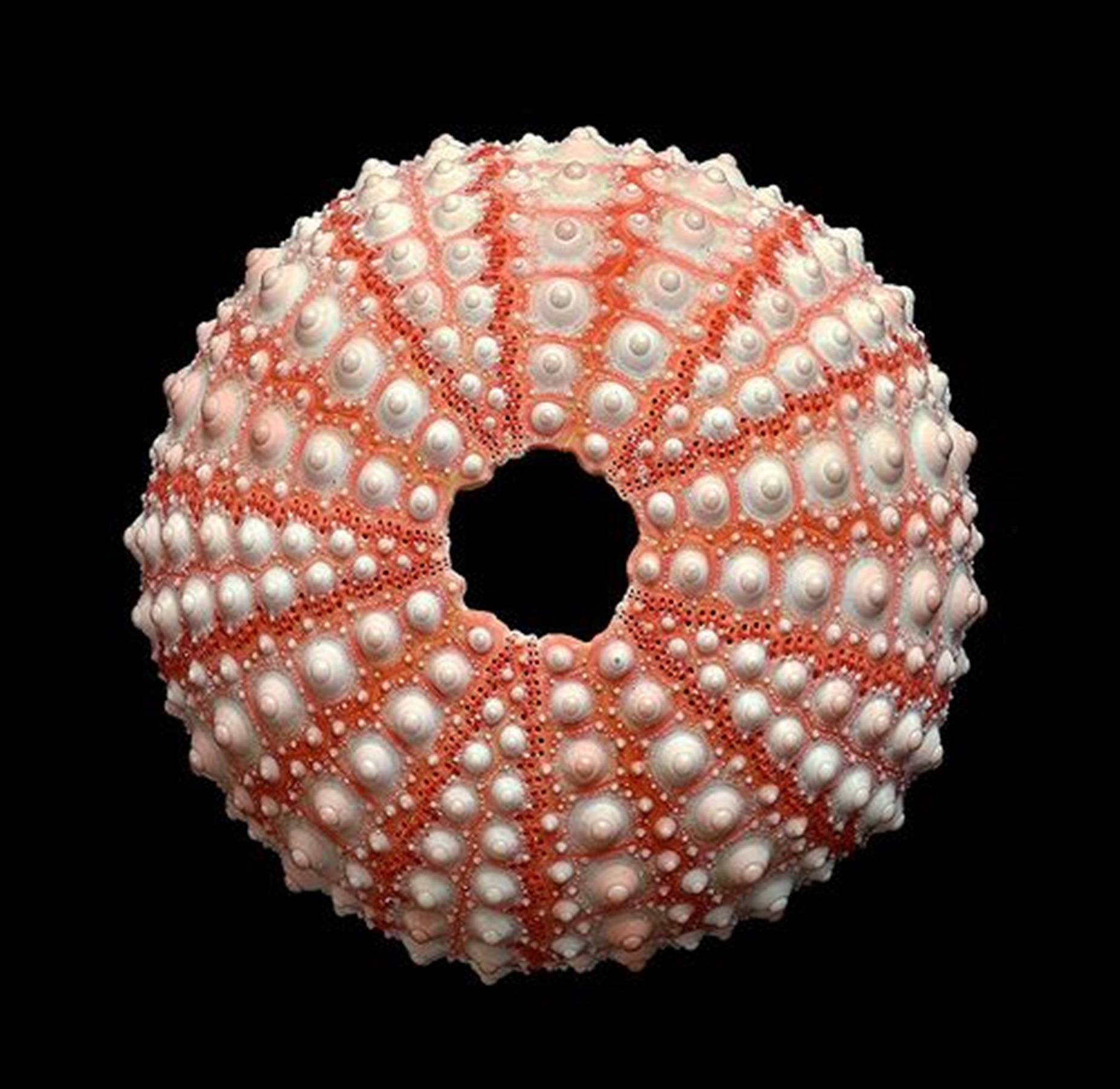 Top View Pink Sea Urchin Shell Background