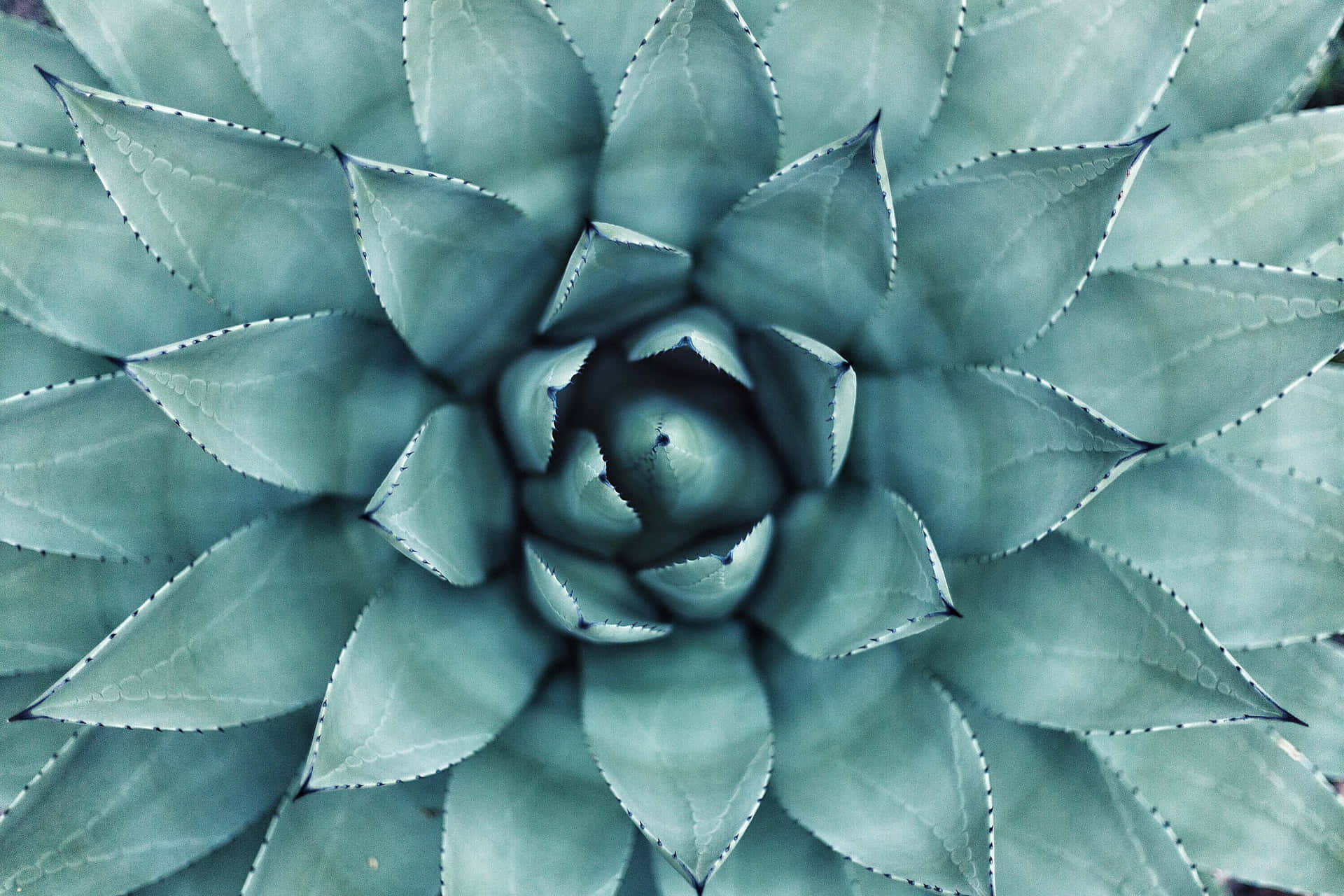 Top View Teal Flower