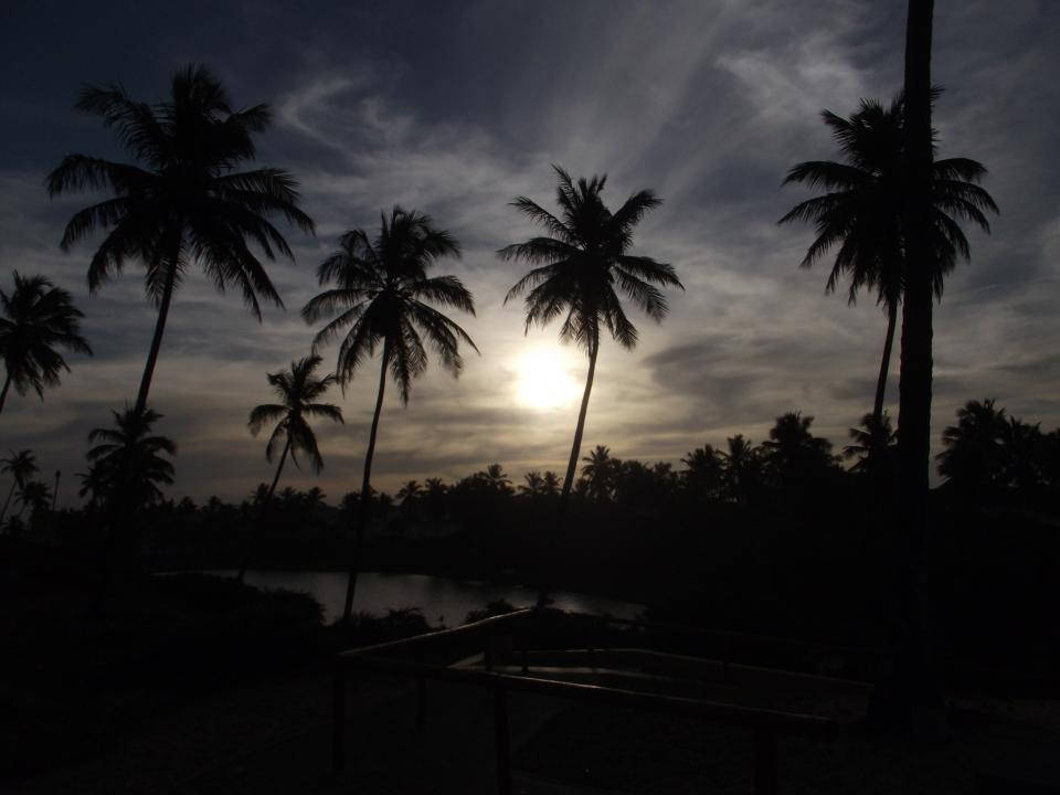 Topical Beach Silhouette Palm Trees