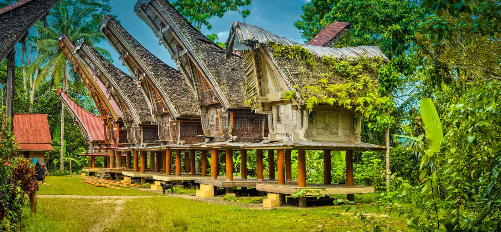Toraja Huts In Sulawesi Background