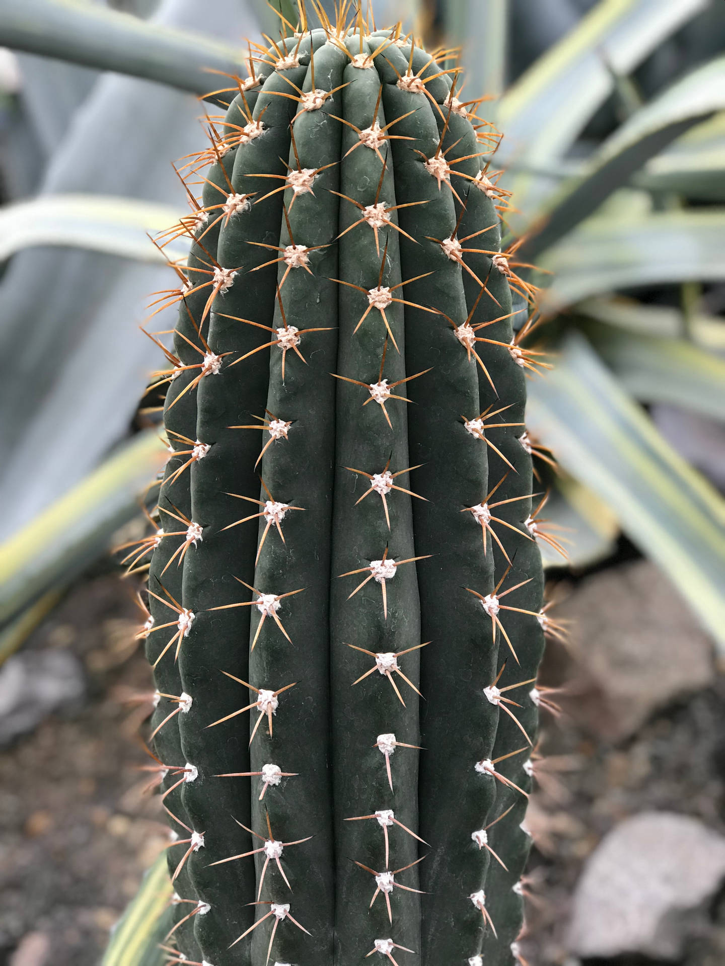 Torch Cactus With Sharp Spike Background