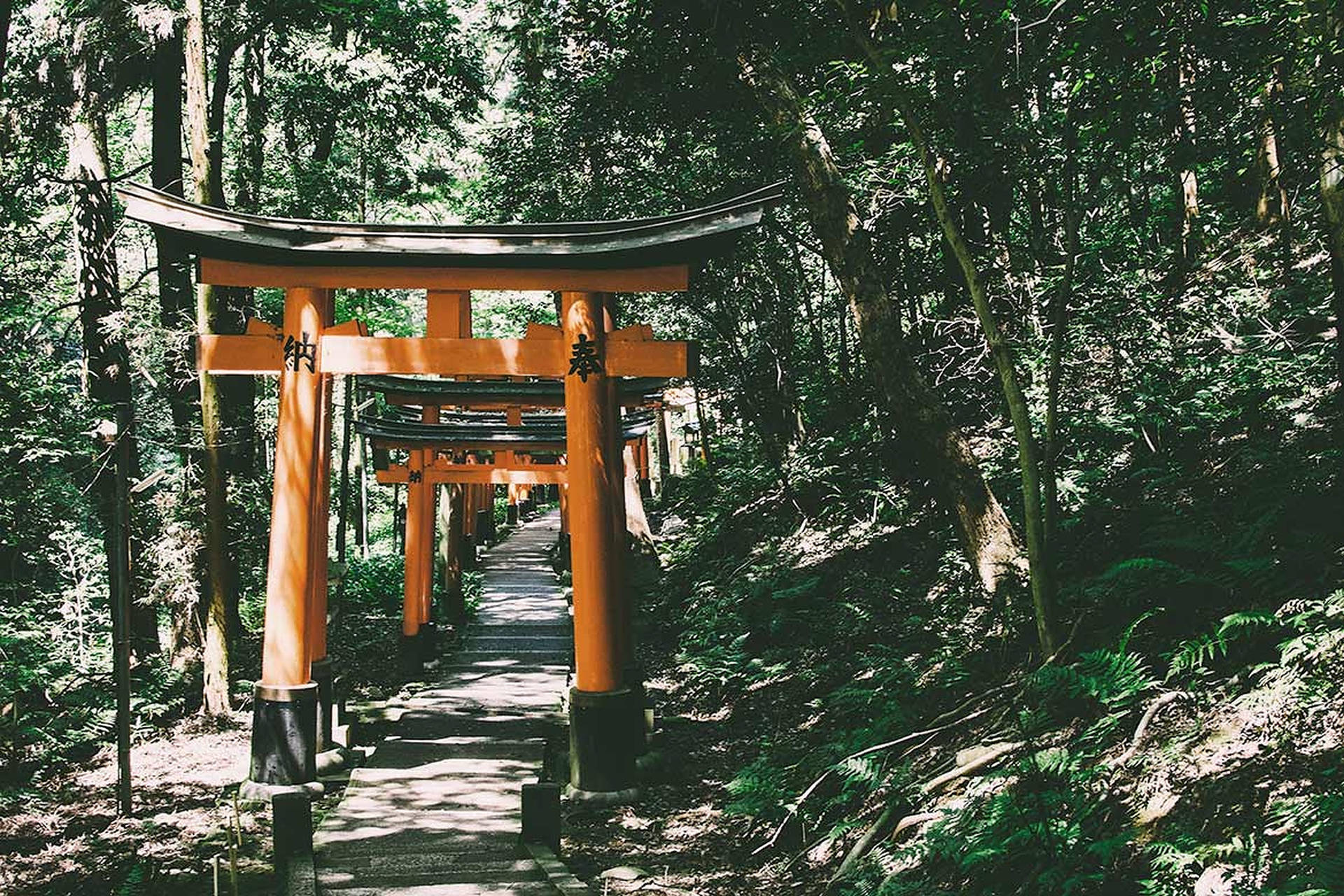 Torii Gate In Forest Background