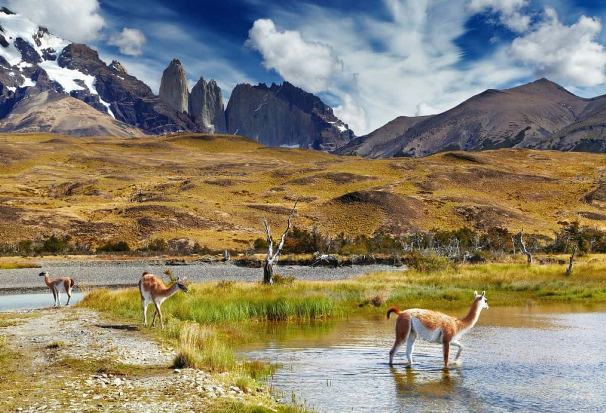 Torres Del Paine Guanacosand Mountains Background