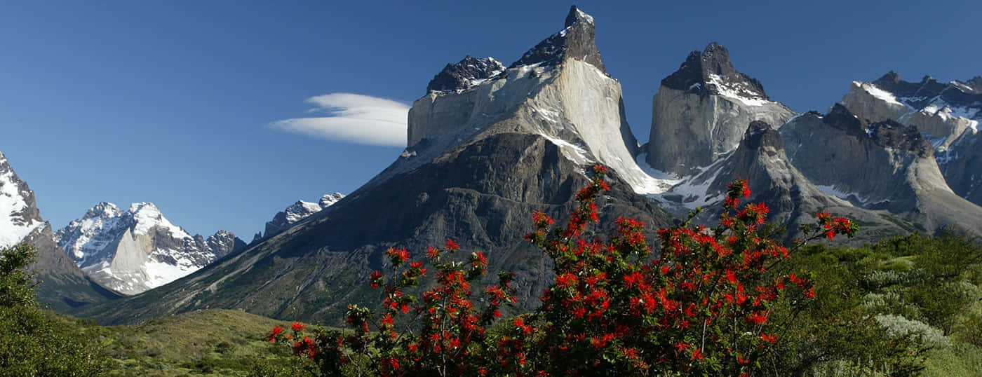 Torres Del Paine Summer Bloom Background
