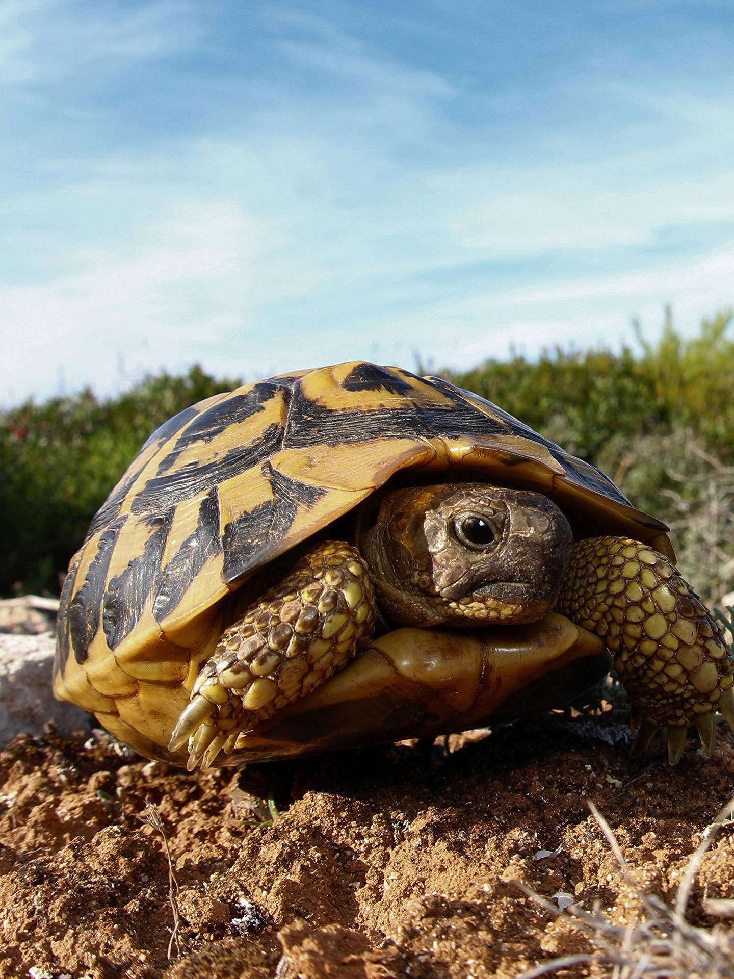 Tortoise Amidst Sand-brown Ground Background