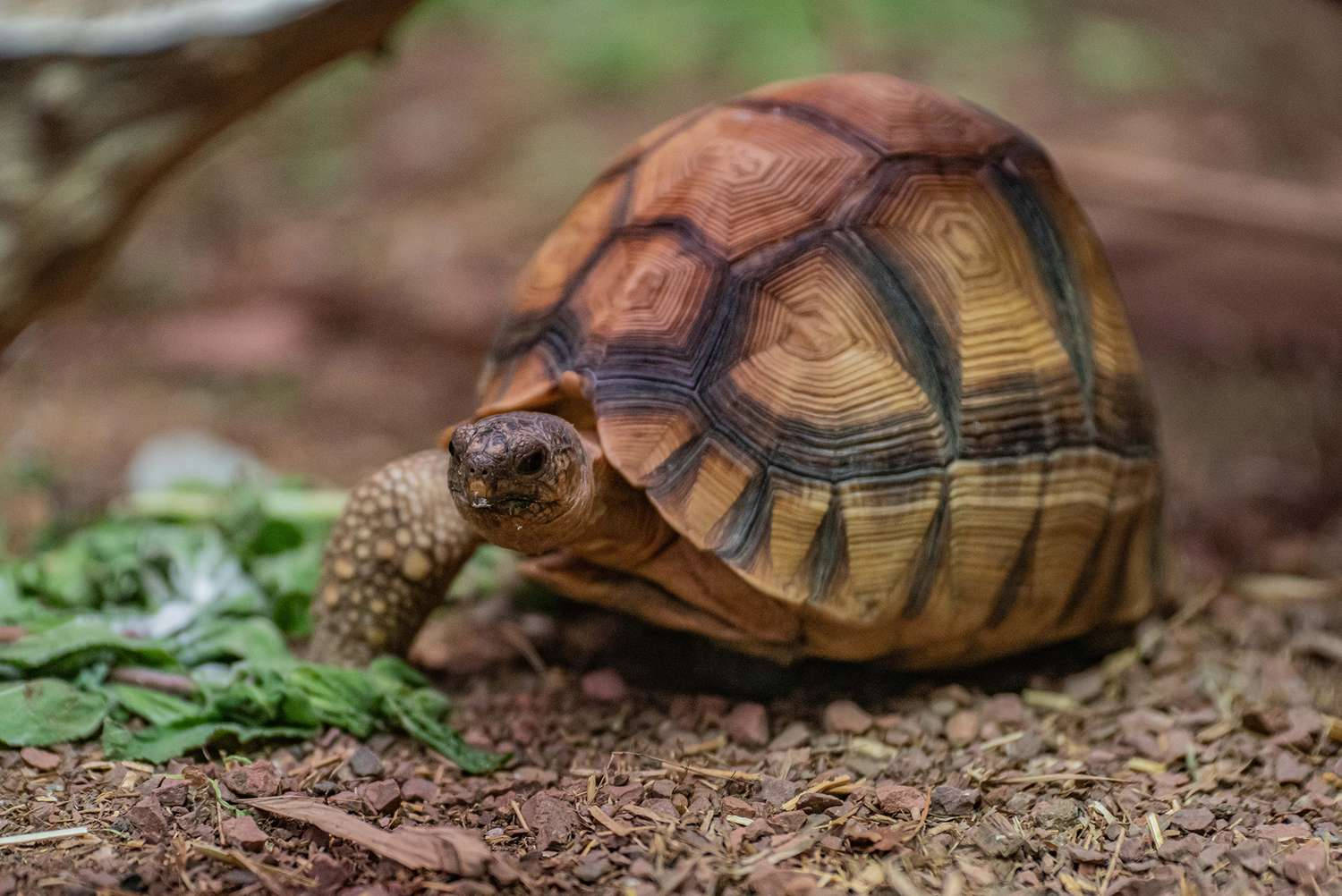 Tortoise And Its Leafy Meal Background