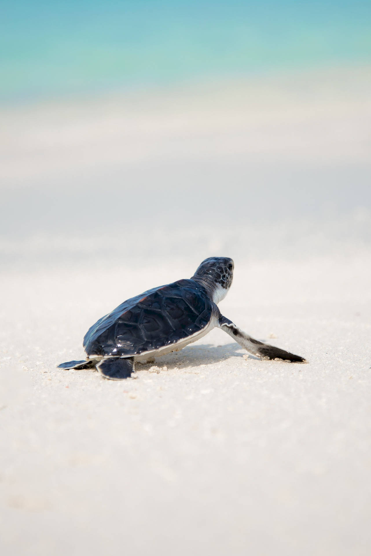 Tortoise Animal In Snow Background