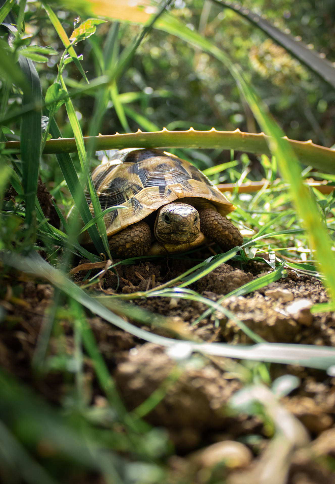 Tortoise Behind The Tall Grass