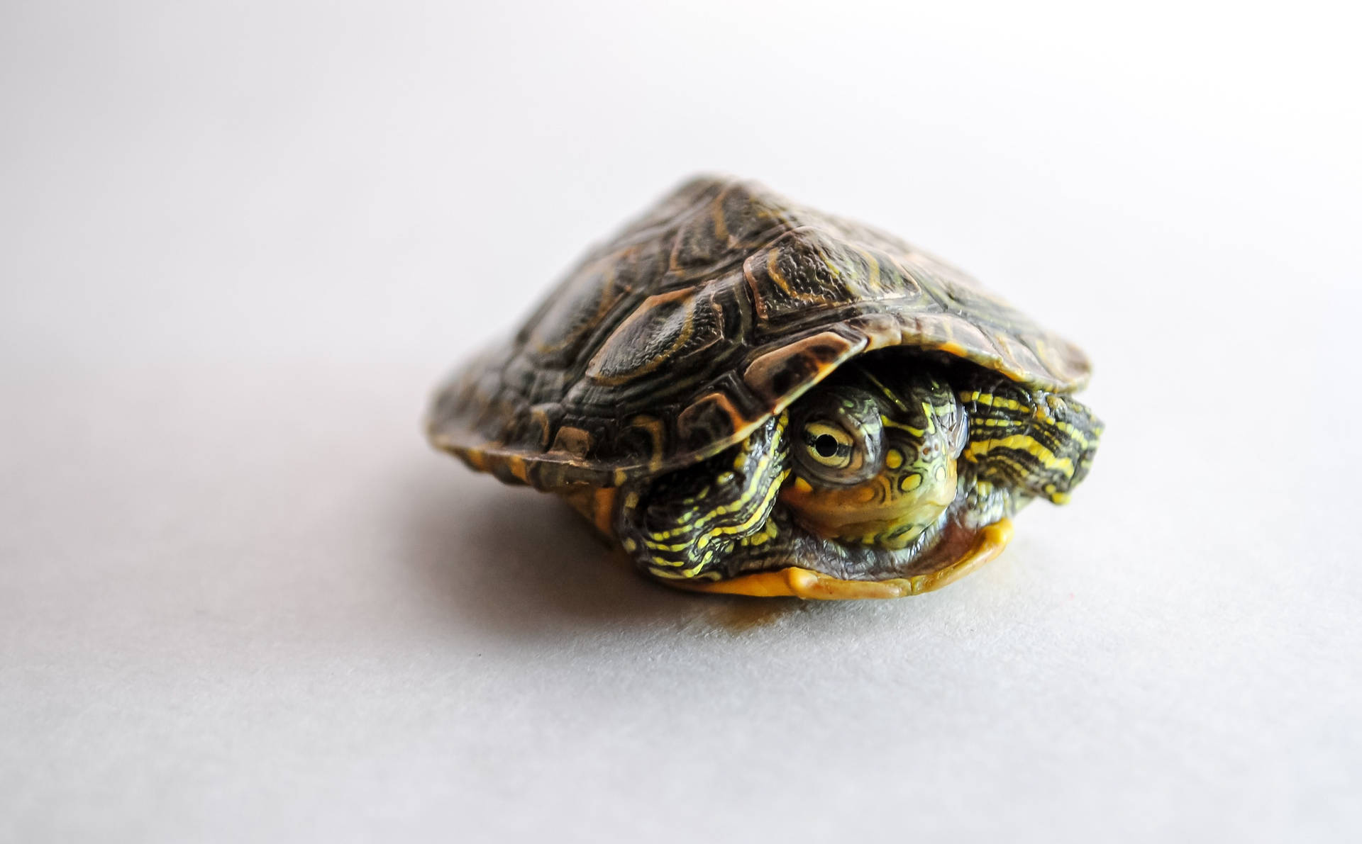 Tortoise Hiding Inside The Shell Background