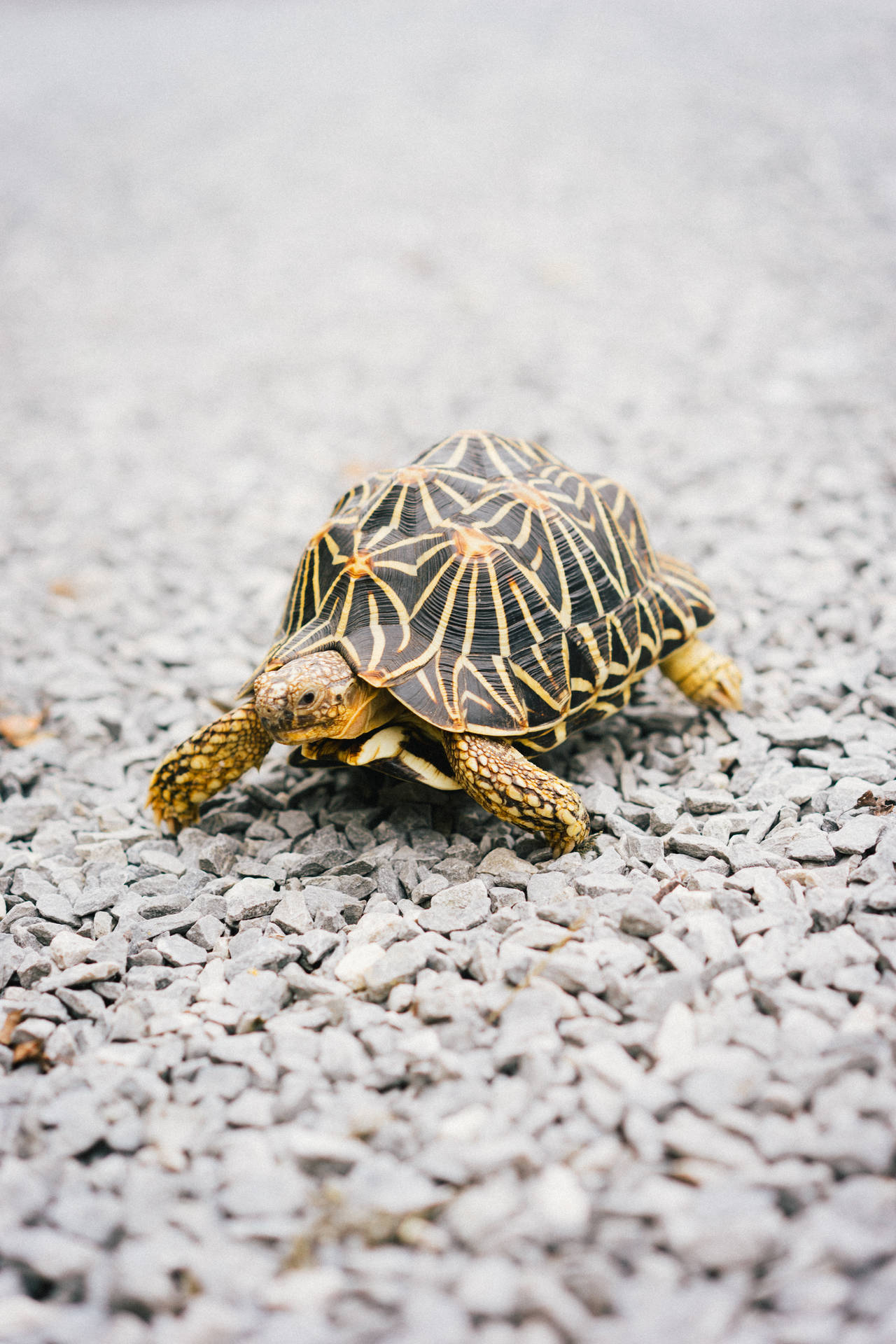 Tortoise In A Stony Path Background