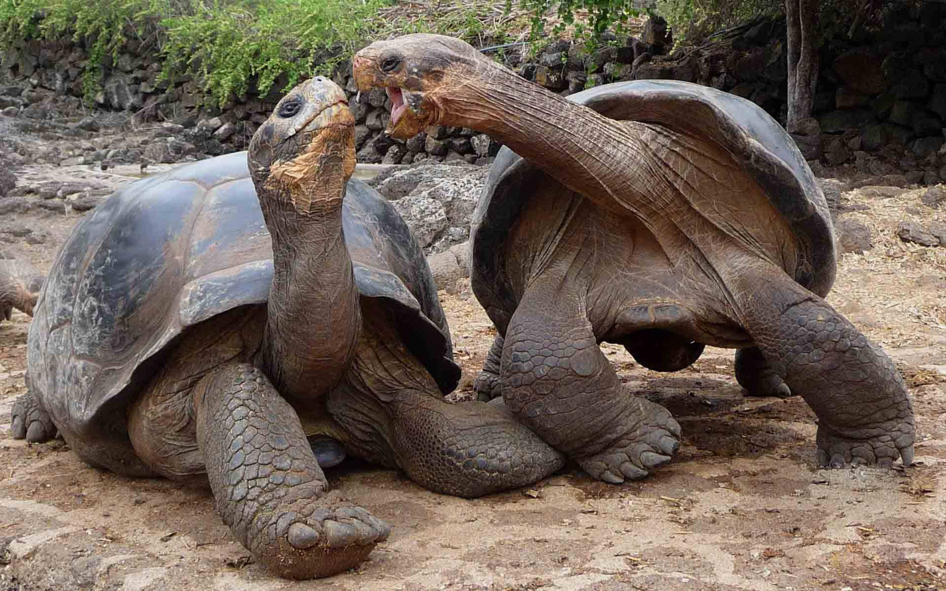 Tortoise In Chitchat